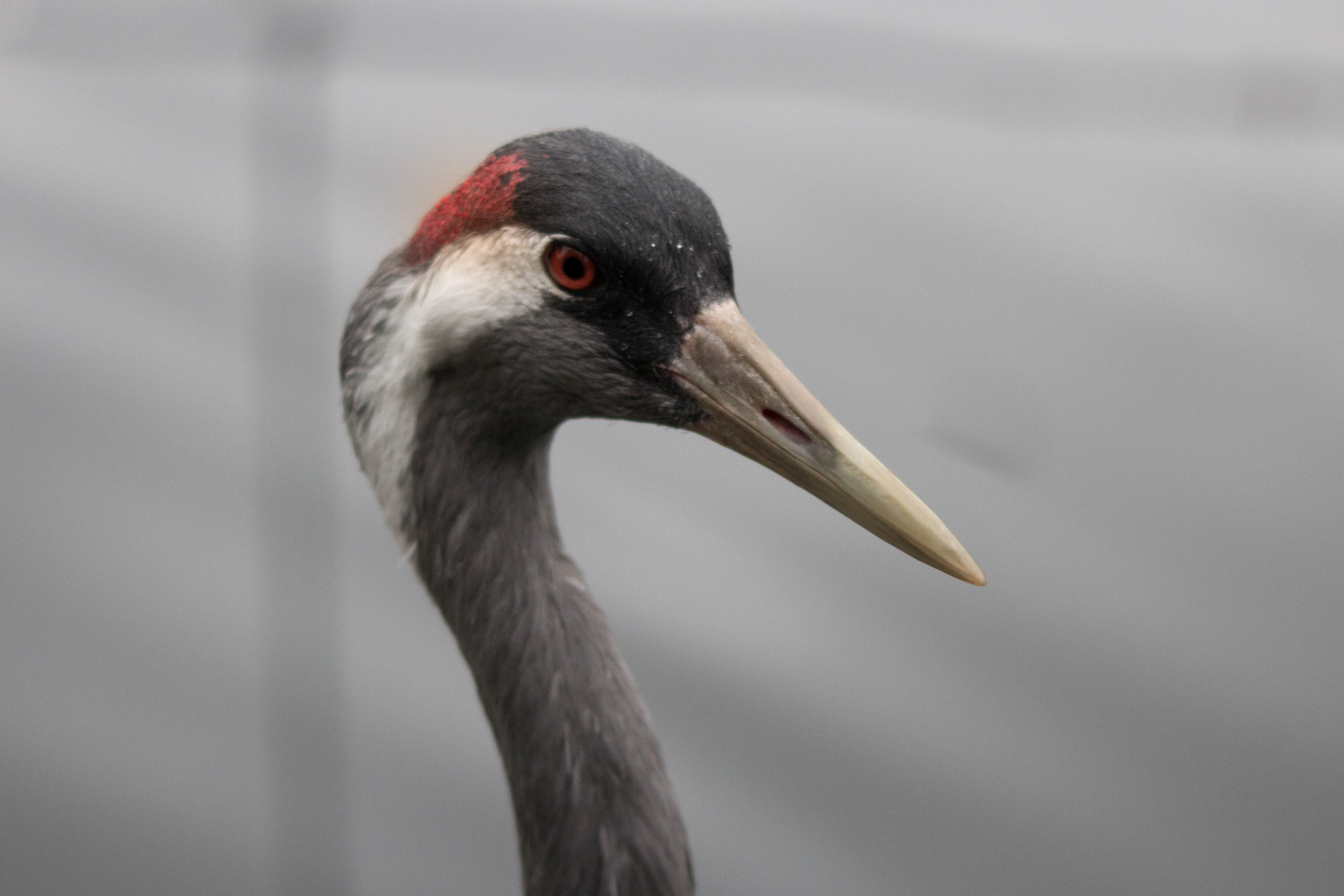 Sigma 150-500mm F5-6.3 DG OS HSM sample photo. Crane head photography