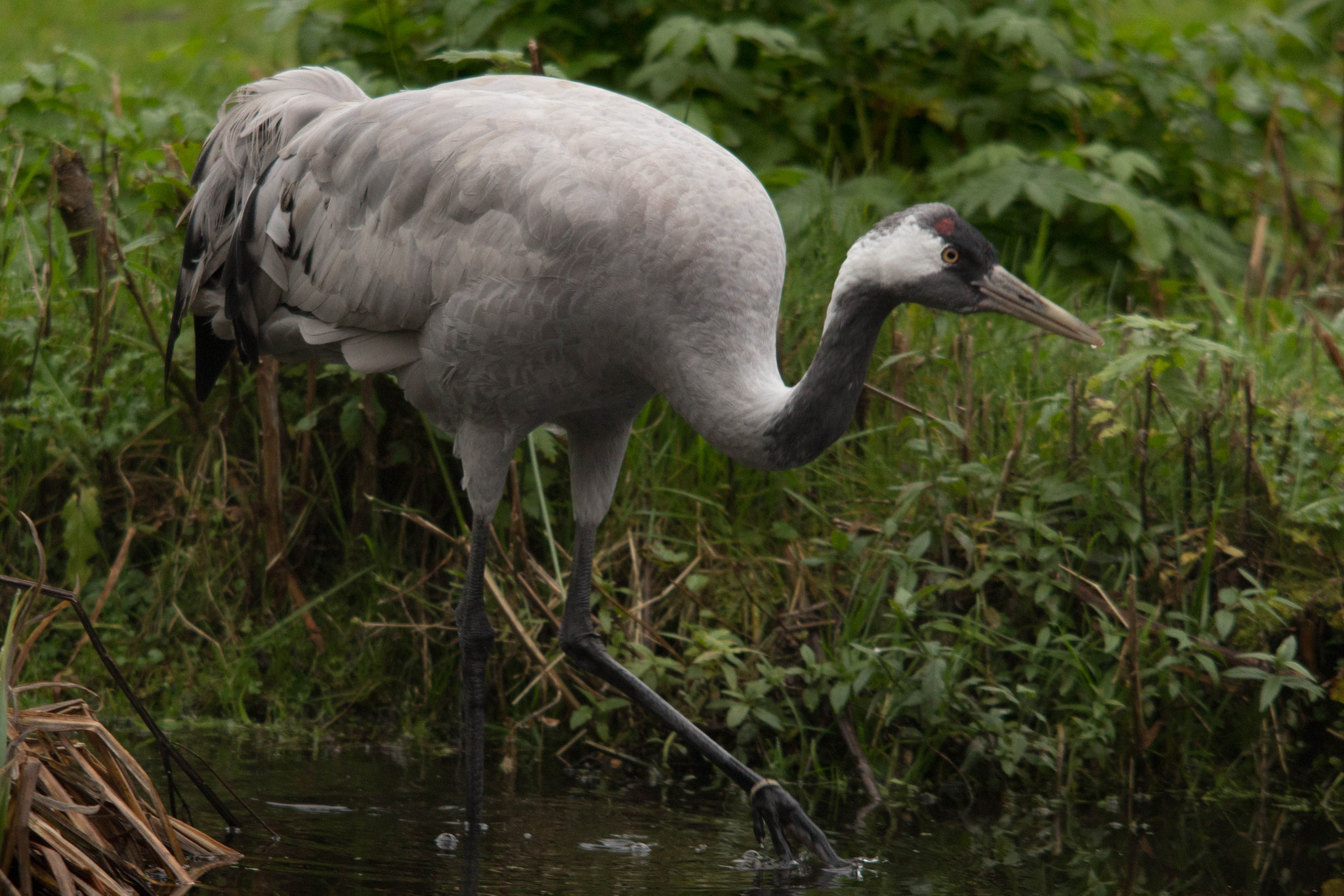 Sigma 150-500mm F5-6.3 DG OS HSM sample photo. Crane photography