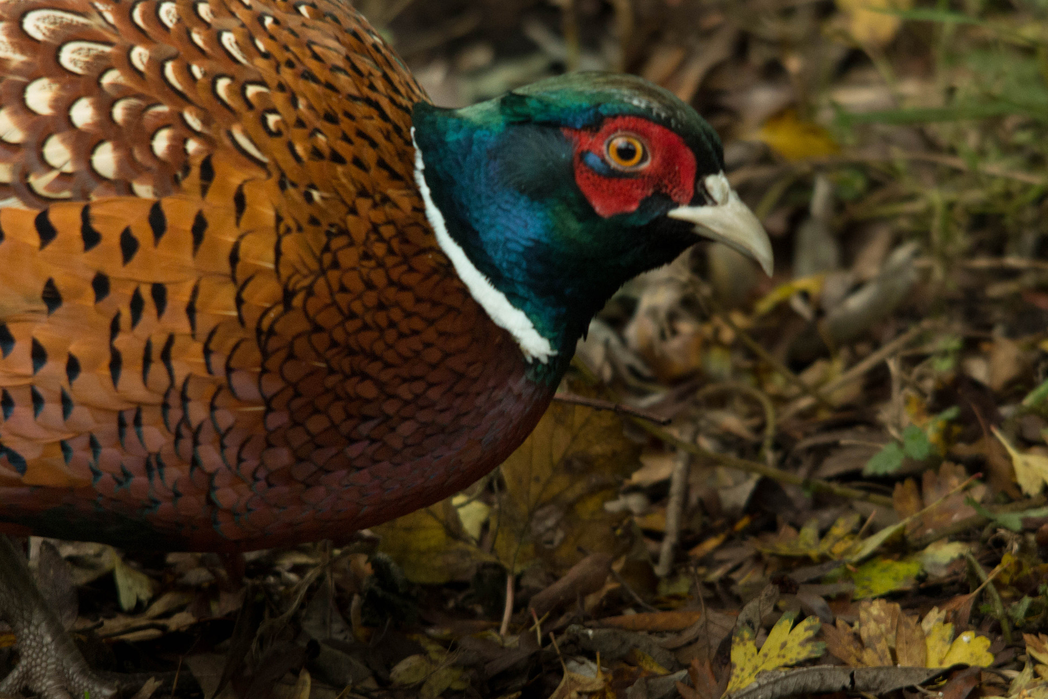 Sigma 150-500mm F5-6.3 DG OS HSM sample photo. Pheasant photography