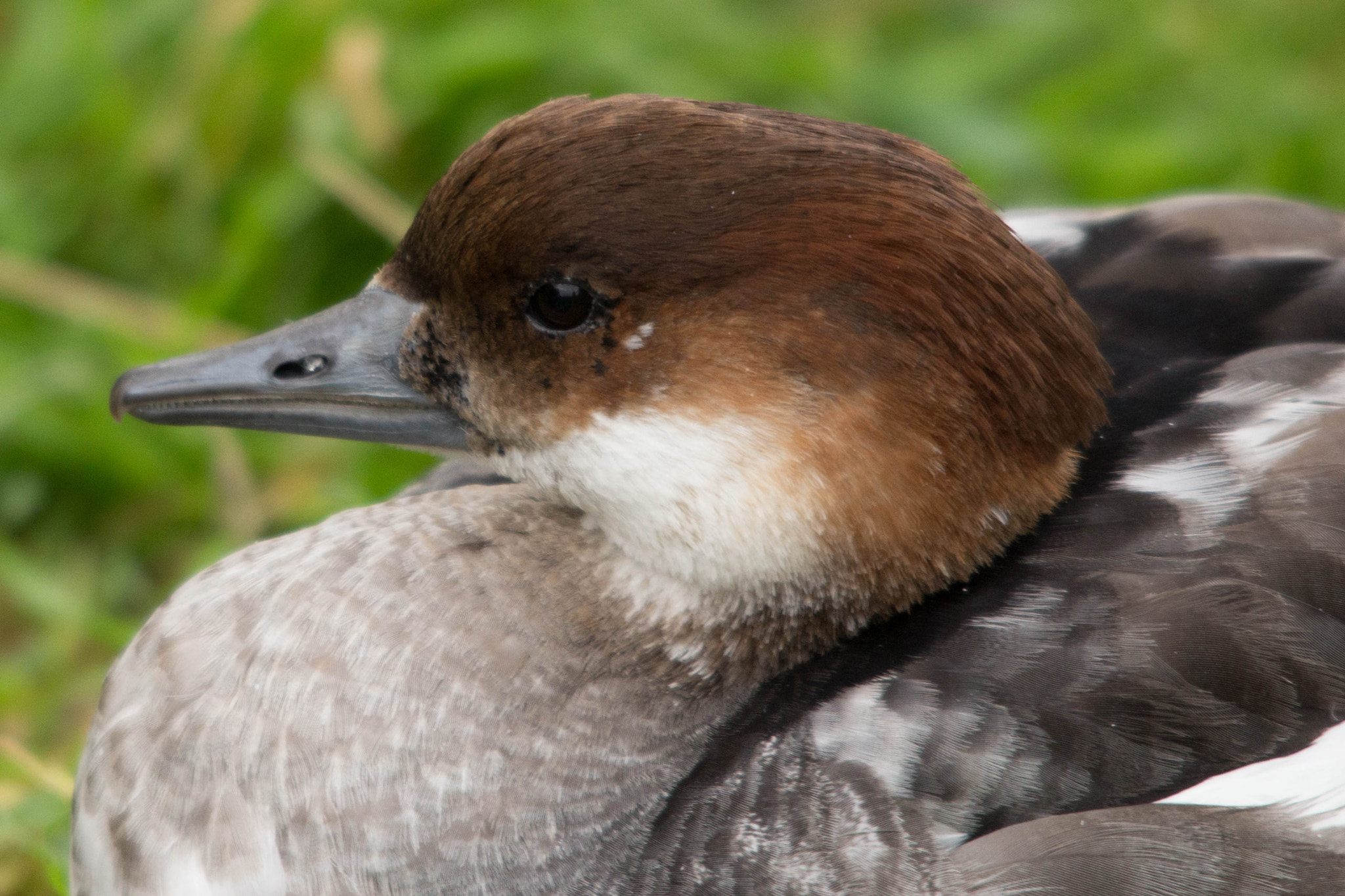 Sigma 150-500mm F5-6.3 DG OS HSM sample photo. Duck head photography