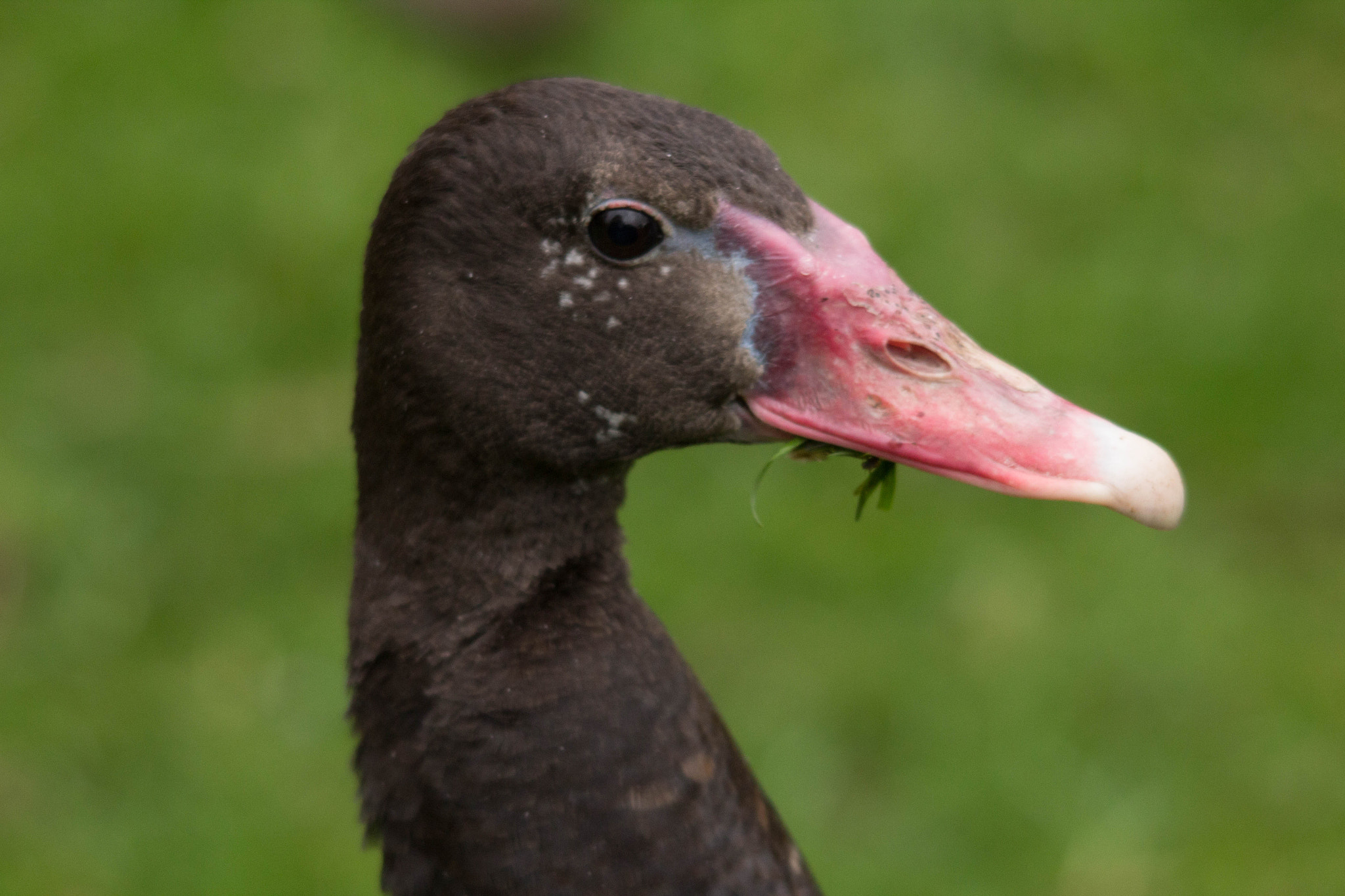 Sigma 150-500mm F5-6.3 DG OS HSM sample photo. Goose head shot photography