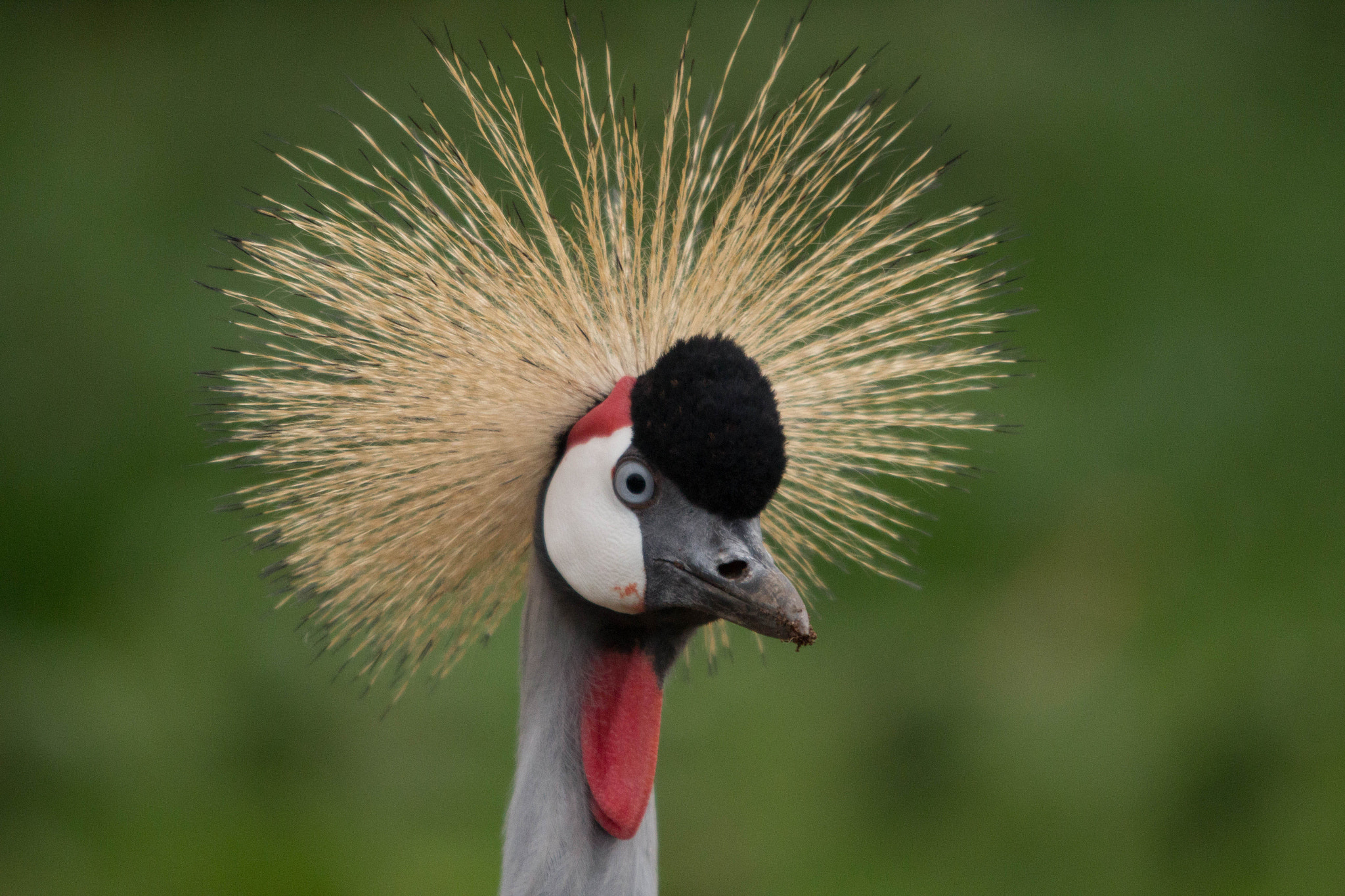 Sigma 150-500mm F5-6.3 DG OS HSM sample photo. Bad hair day photography