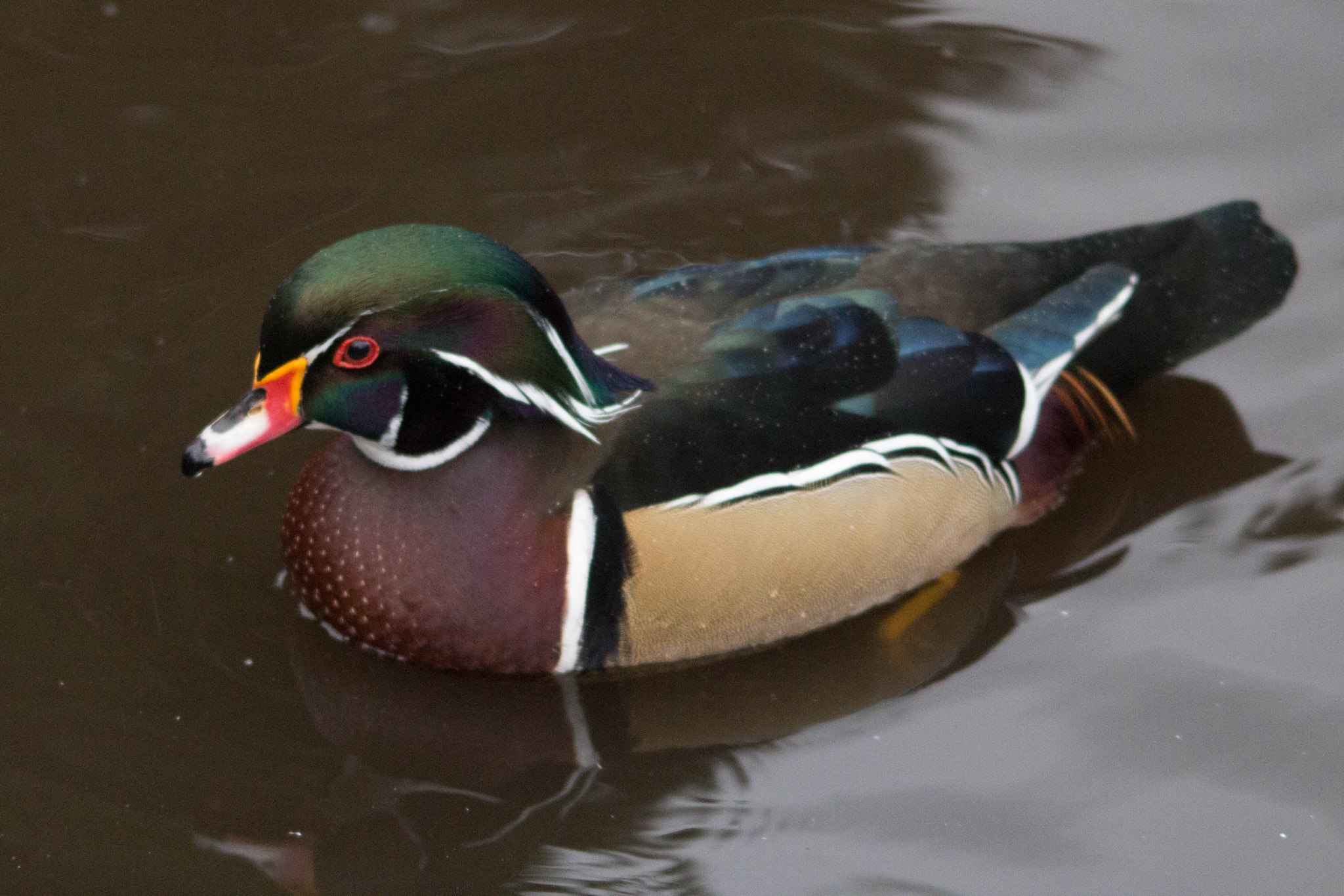 Sigma 150-500mm F5-6.3 DG OS HSM sample photo. Colour photography