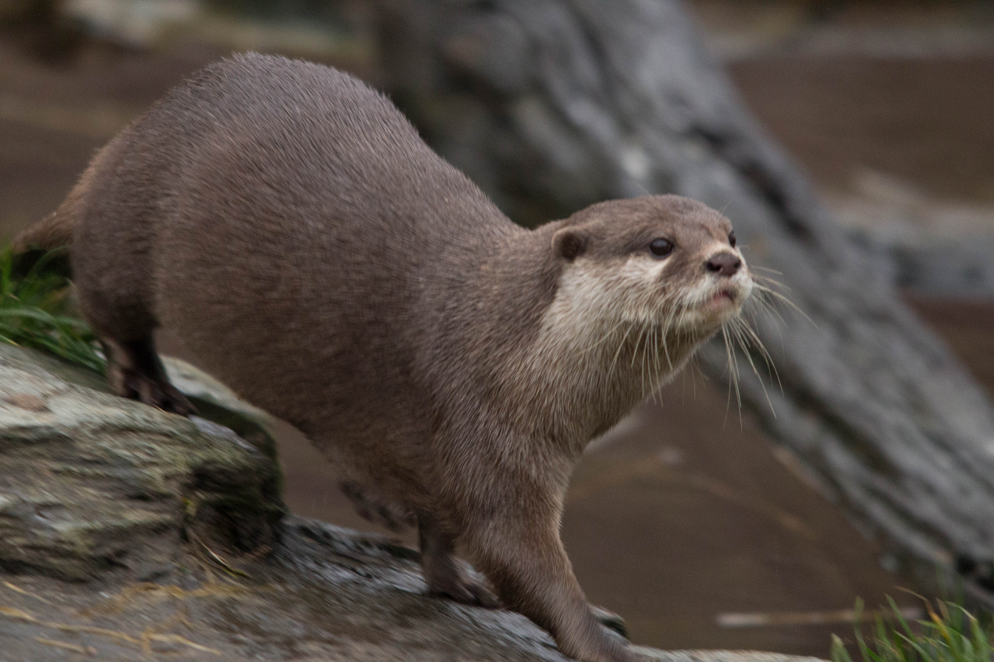 Sigma 150-500mm F5-6.3 DG OS HSM sample photo. Otter photography