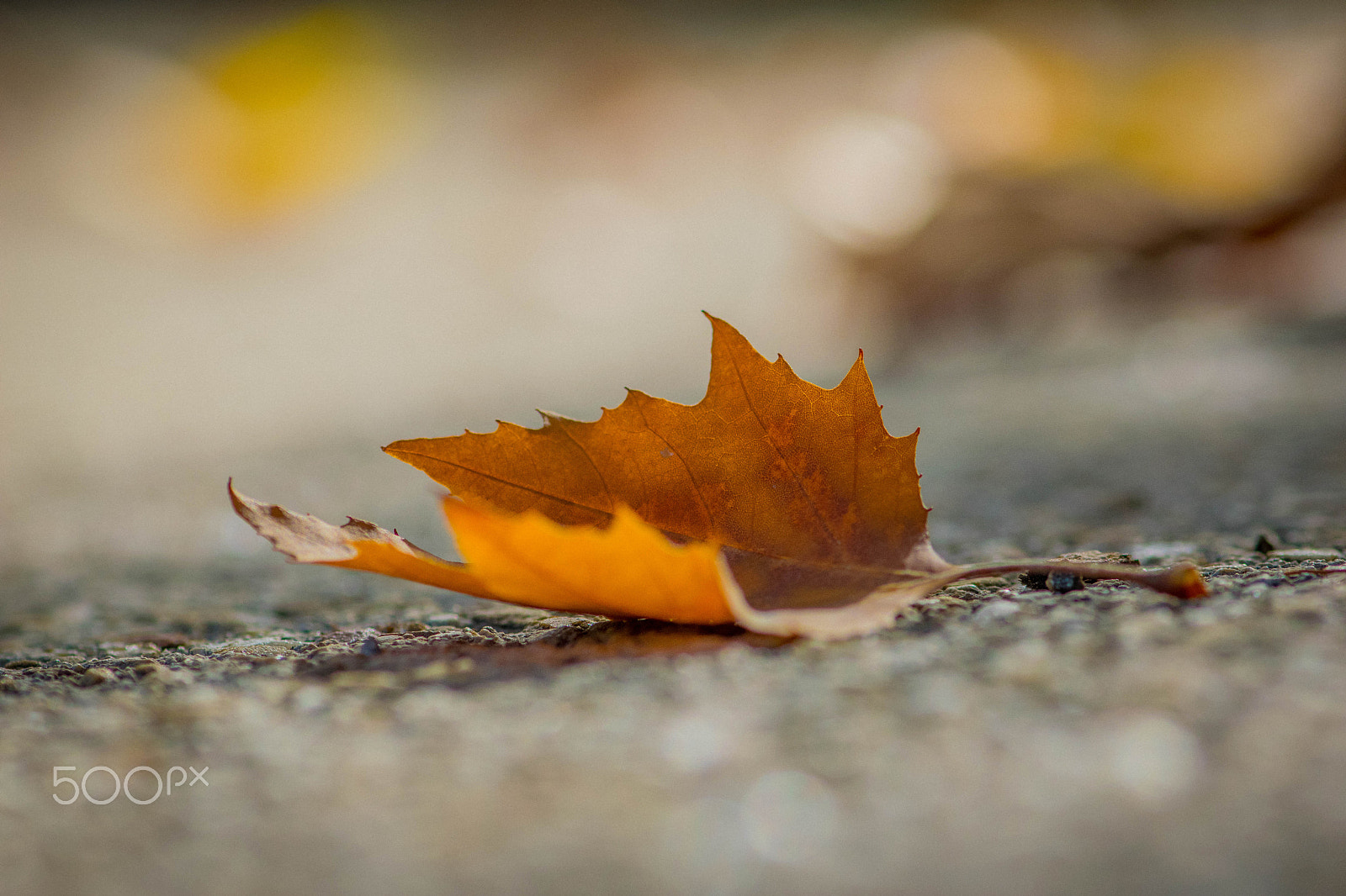 Nikon D5300 + Nikon AF-S Micro-Nikkor 105mm F2.8G IF-ED VR sample photo. Autumn is here photography