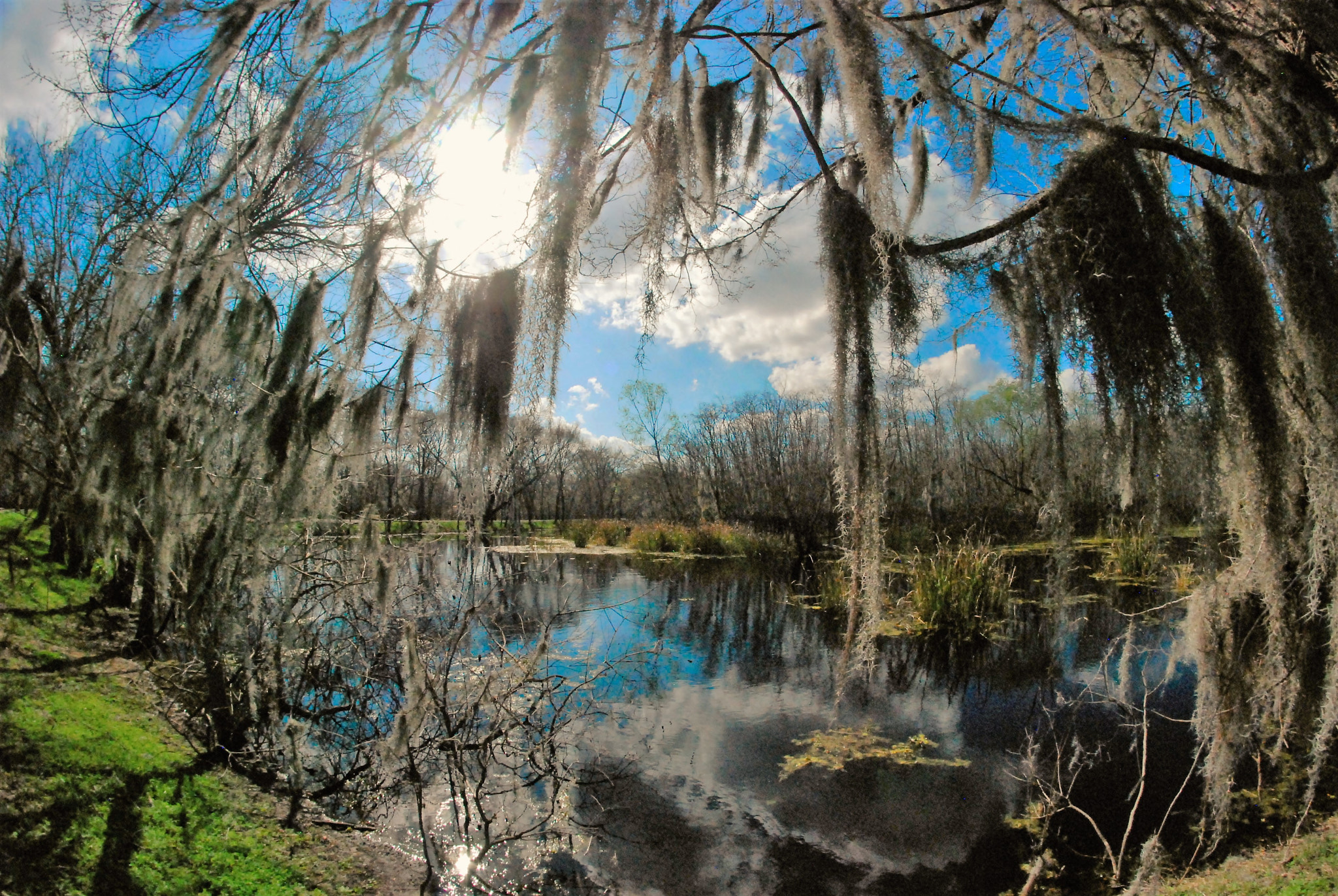 Nikon D80 + Samyang 8mm F3.5 Aspherical IF MC Fisheye sample photo. Beauty in the swamp photography