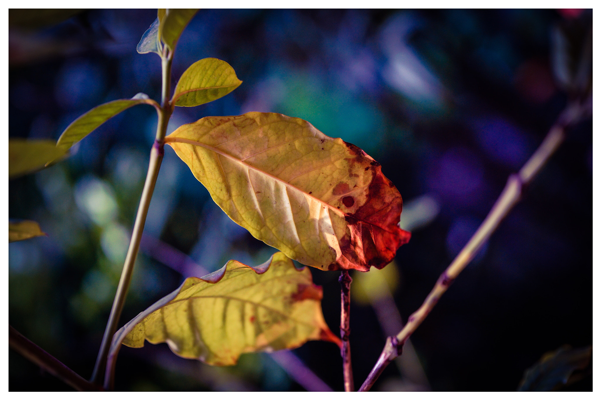 Sony Alpha a3000 sample photo. Pure bokeh ii photography