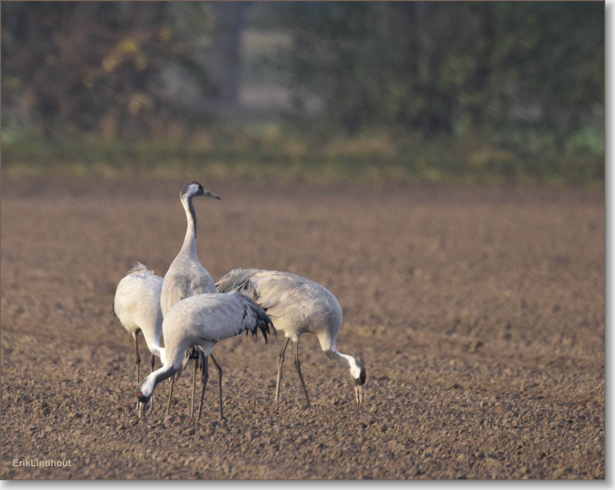 Sigma 150-600mm F5-6.3 DG OS HSM | C sample photo. Cranes photography