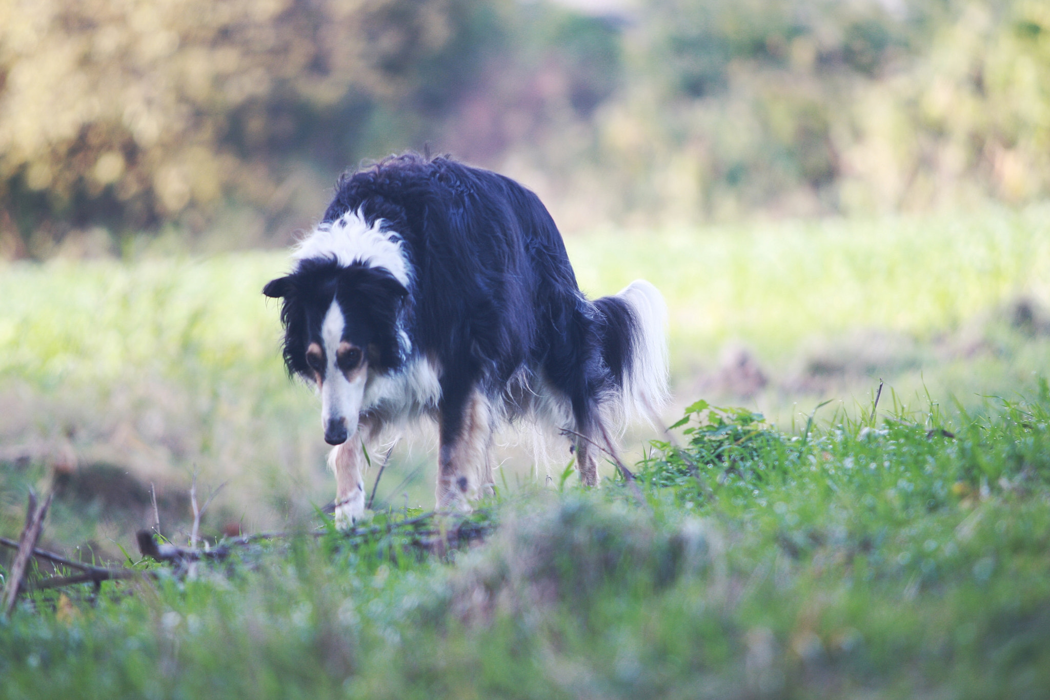 Sigma 70-200mm F2.8 EX DG OS HSM sample photo. Dog photography