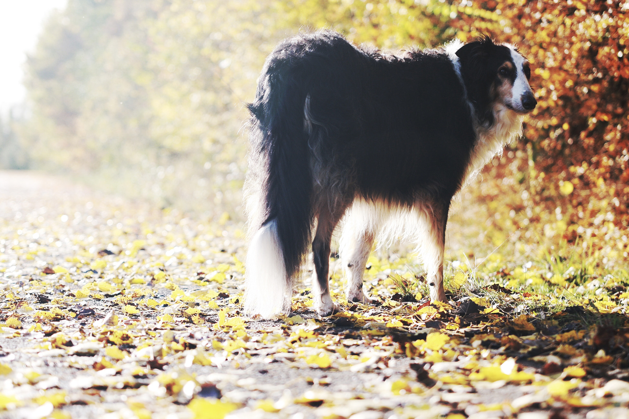 Sigma 70-200mm F2.8 EX DG OS HSM sample photo. Dog 2 photography