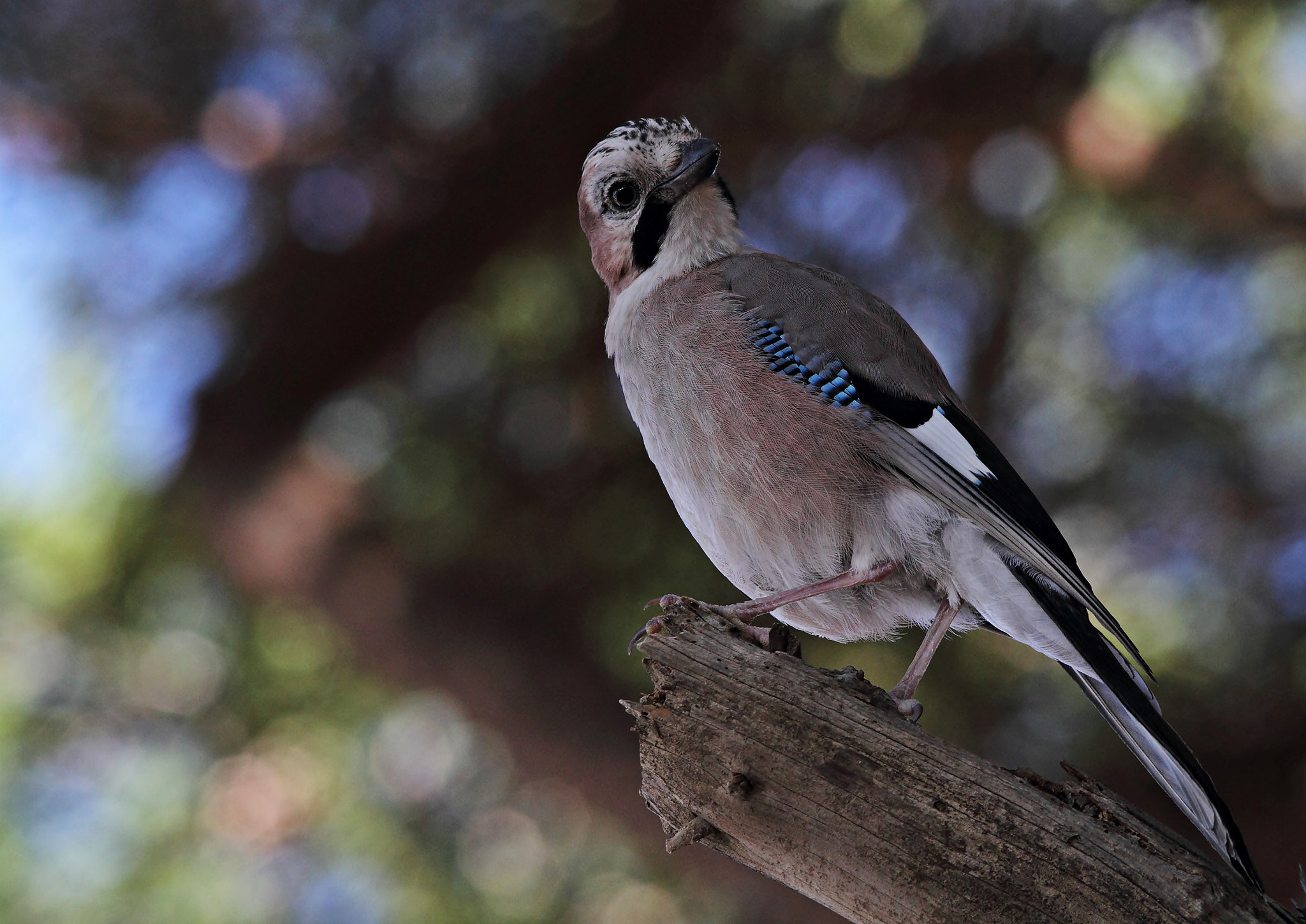 Sigma 150-500mm F5-6.3 DG OS HSM sample photo. Jay, ghiandaia  photography