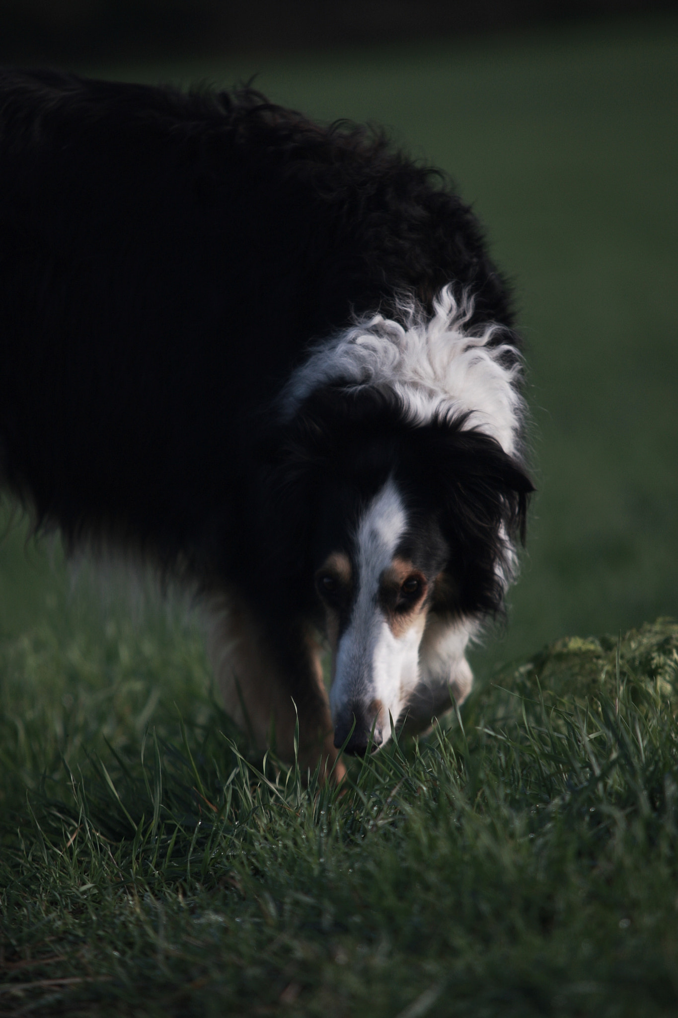 Sigma 70-200mm F2.8 EX DG OS HSM sample photo. Dog 3 photography