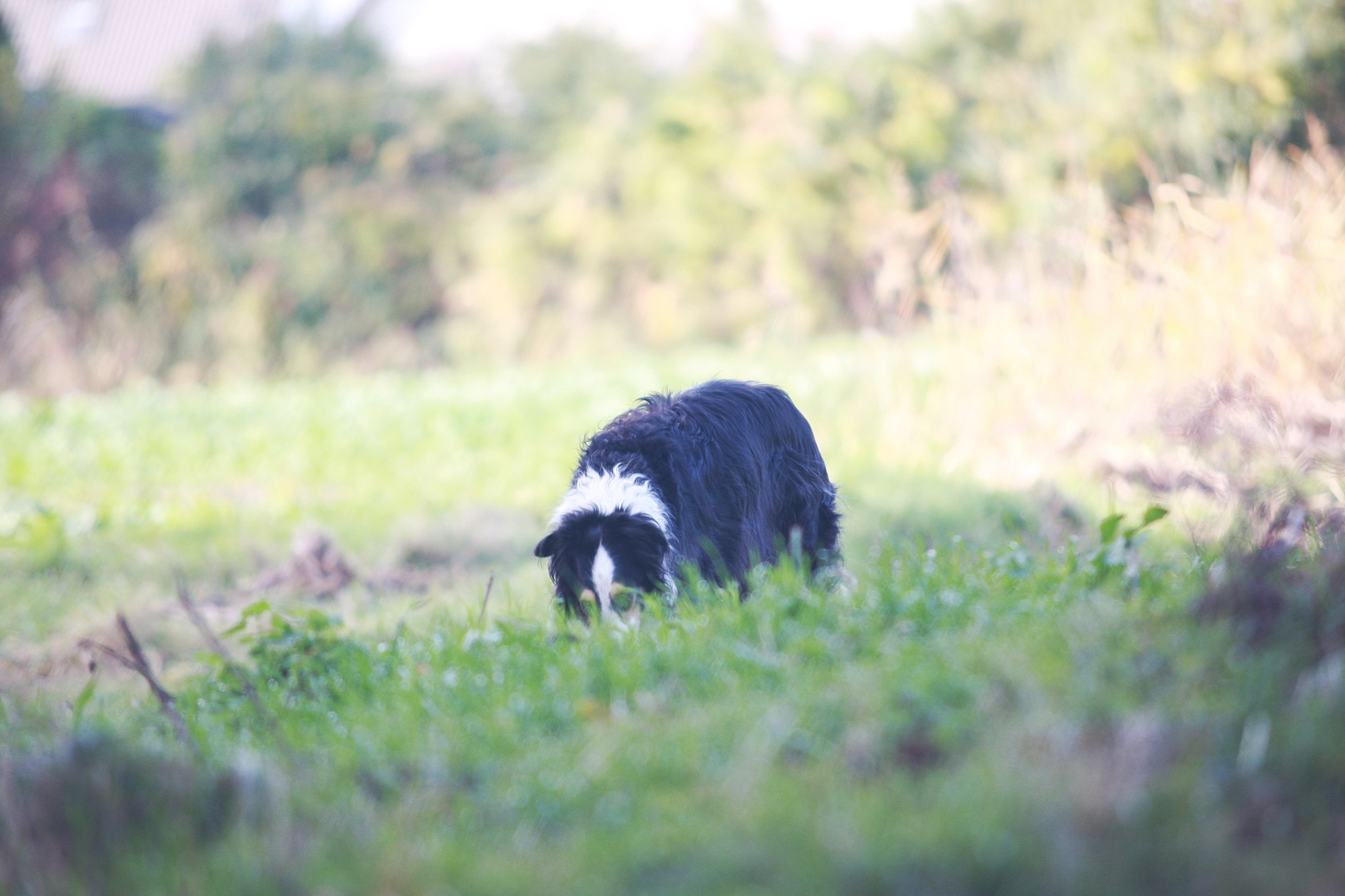 Sigma 70-200mm F2.8 EX DG OS HSM sample photo. Dog 4 photography