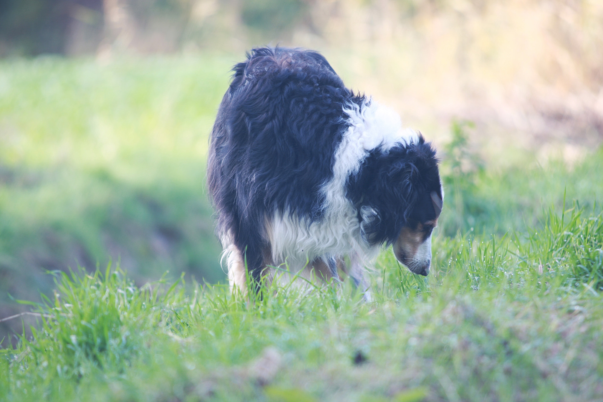 Sigma 70-200mm F2.8 EX DG OS HSM sample photo. Dog 5 photography