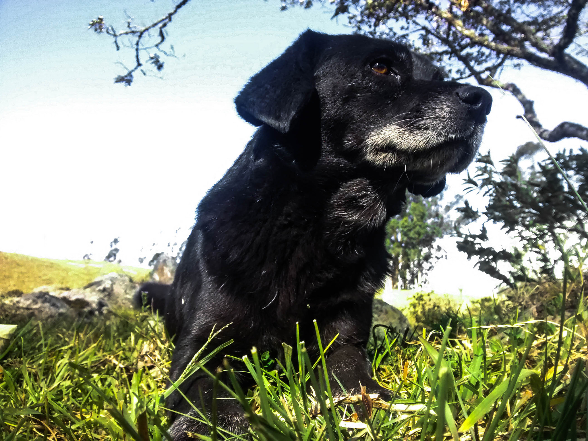 Motorola Moto G with 4G LTE (1st Gen) sample photo. Black dog photography