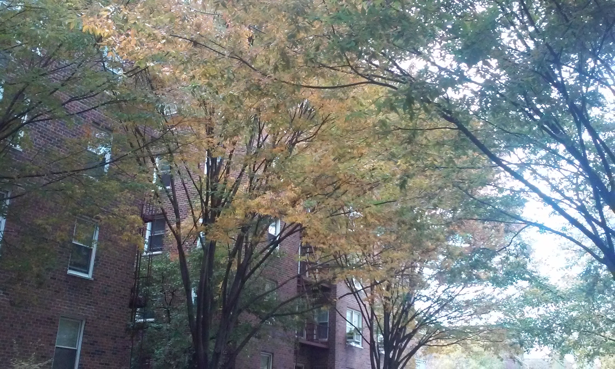 LG L70 sample photo