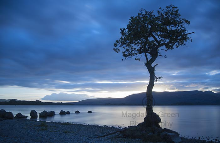 Nikon D700 + AF-S DX Zoom-Nikkor 18-55mm f/3.5-5.6G ED sample photo. Pretty blue - evening calm  - solo tree - milarrochy bay - loch photography