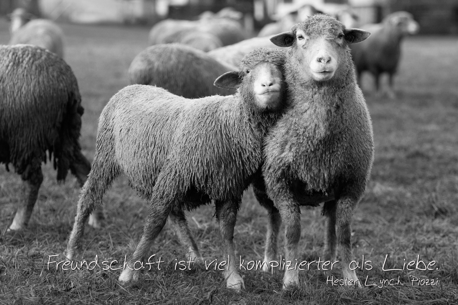 Canon EF 70-200mm F2.8L IS USM sample photo. Friends forever photography