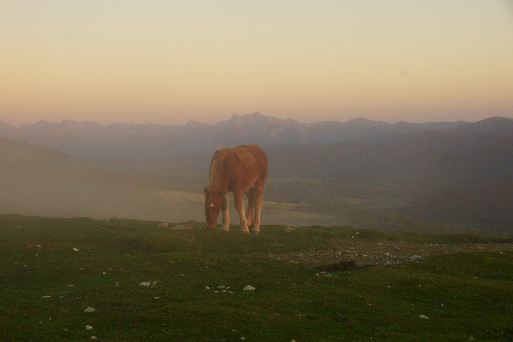 Sony DT 16-105mm F3.5-5.6 sample photo. Horse in the fog photography
