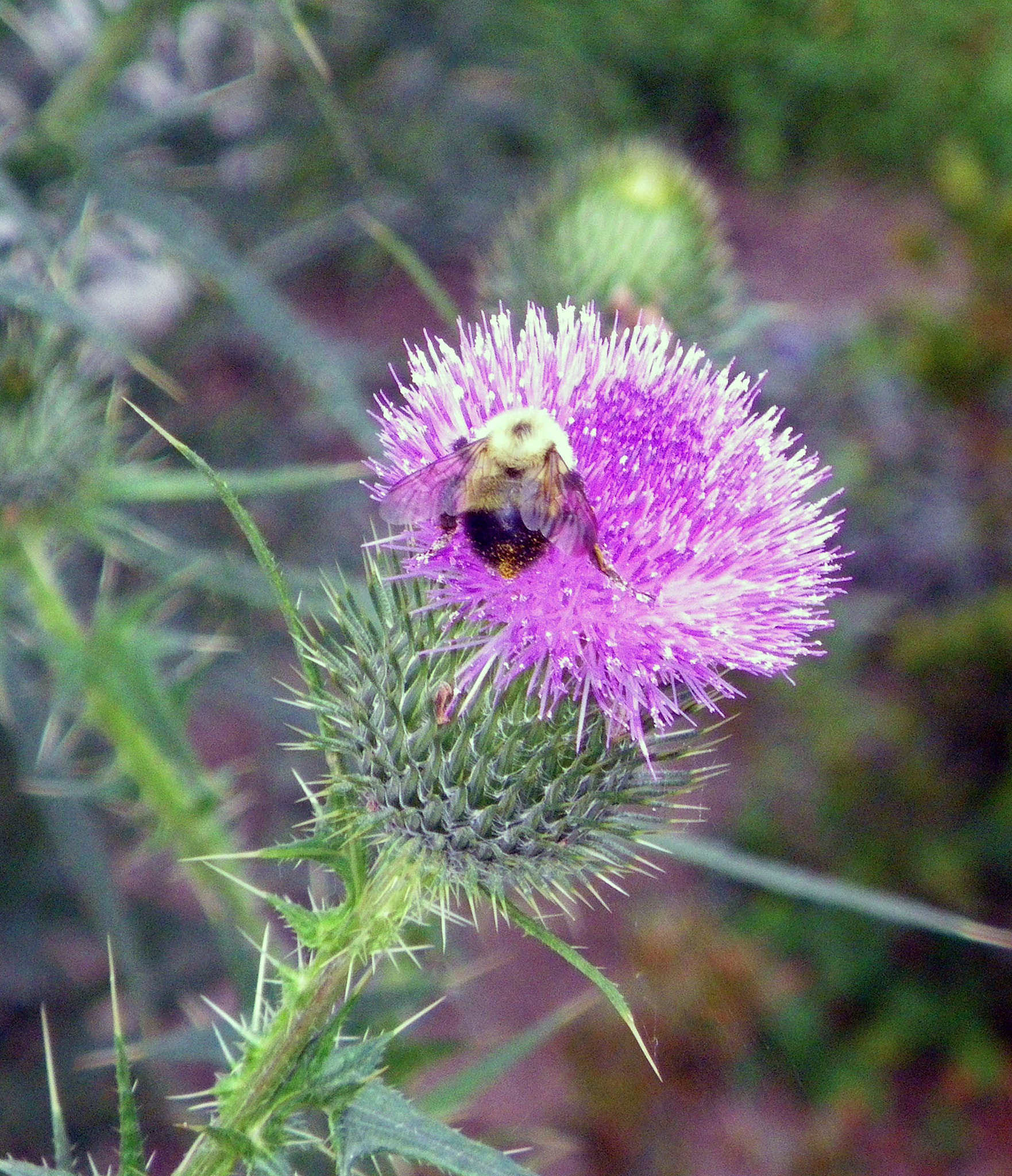 Pentax Optio W60 sample photo. Bourdon sur chardon photography