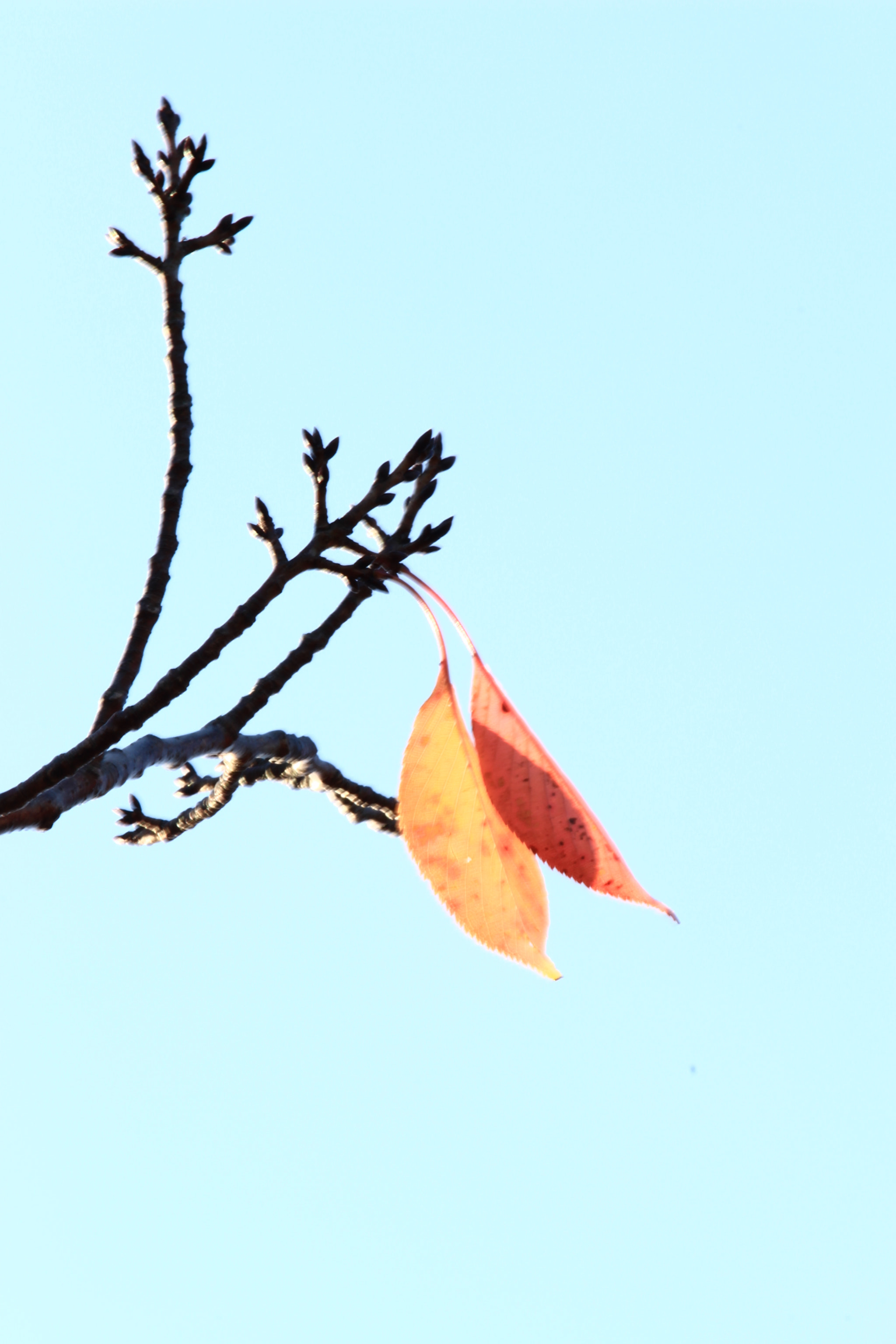 Canon EOS 700D (EOS Rebel T5i / EOS Kiss X7i) sample photo. Blowin' in the wind 2 photography