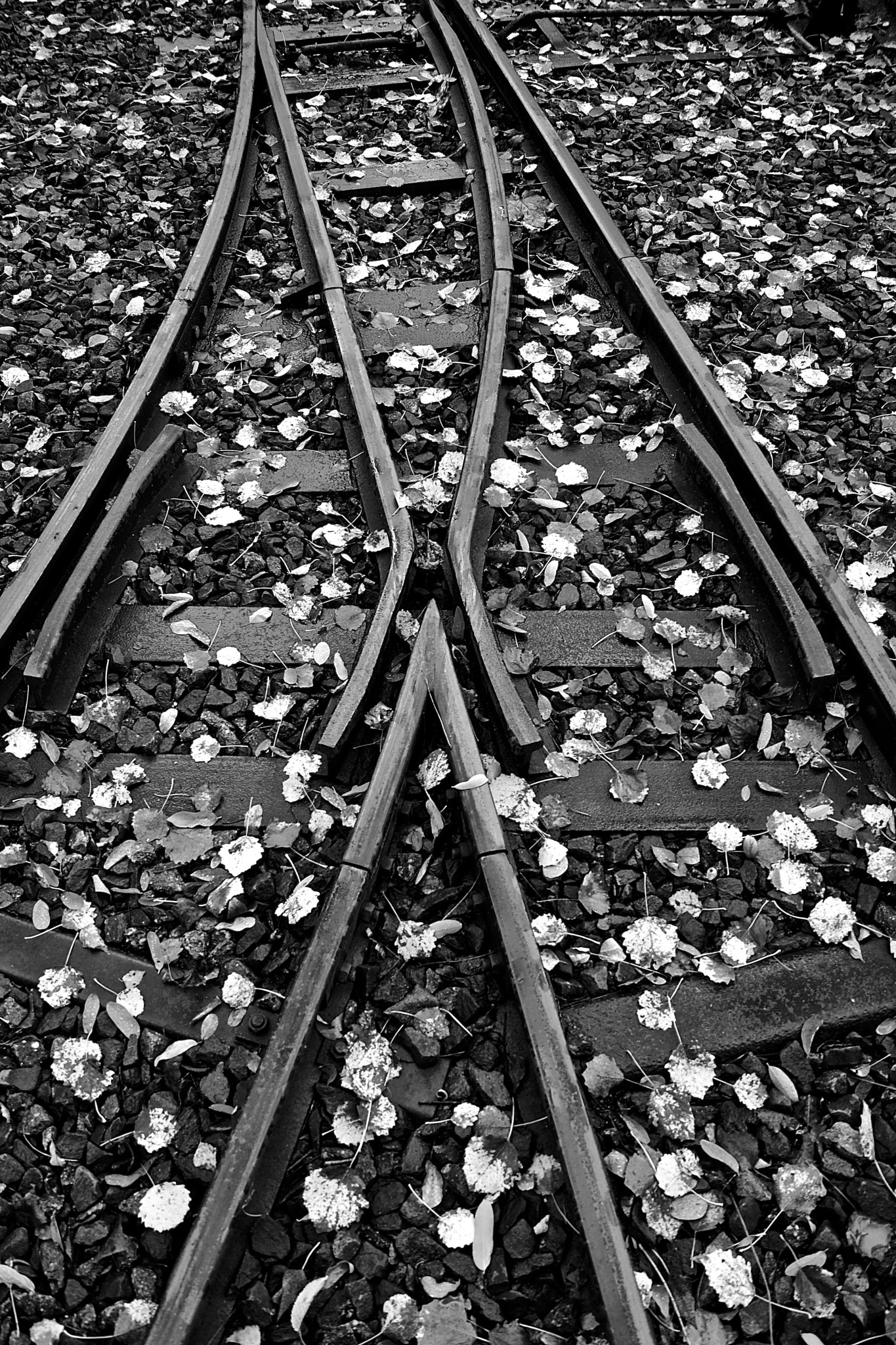 Sony DT 18-55mm F3.5-5.6 SAM II sample photo. Old mine railroad photography