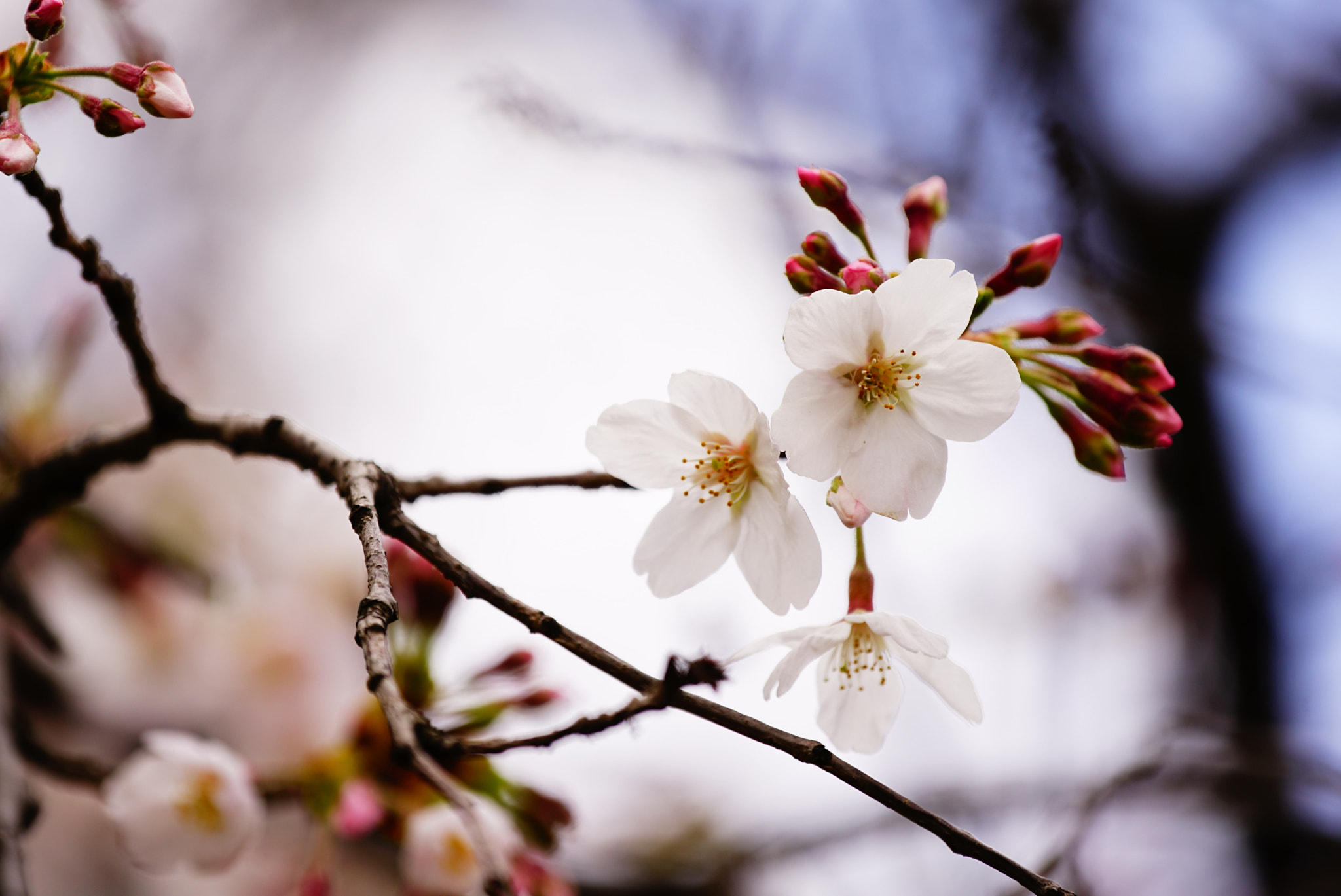 Sony a7R II + Sony 70-300mm F4.5-5.6 G SSM sample photo. Sakura photography