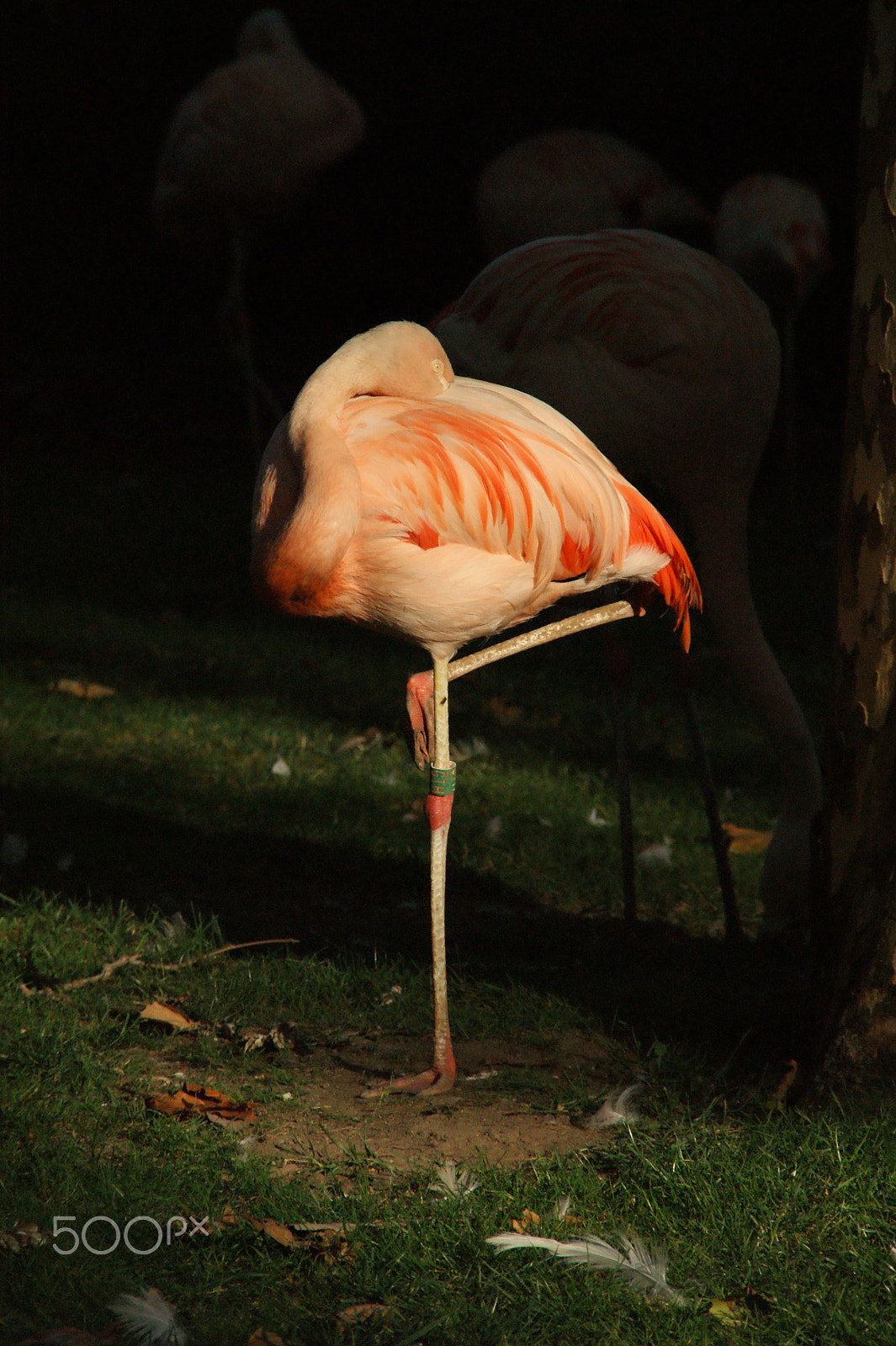 Sony DT 18-200mm F3.5-6.3 sample photo. Sleepy flamingo photography