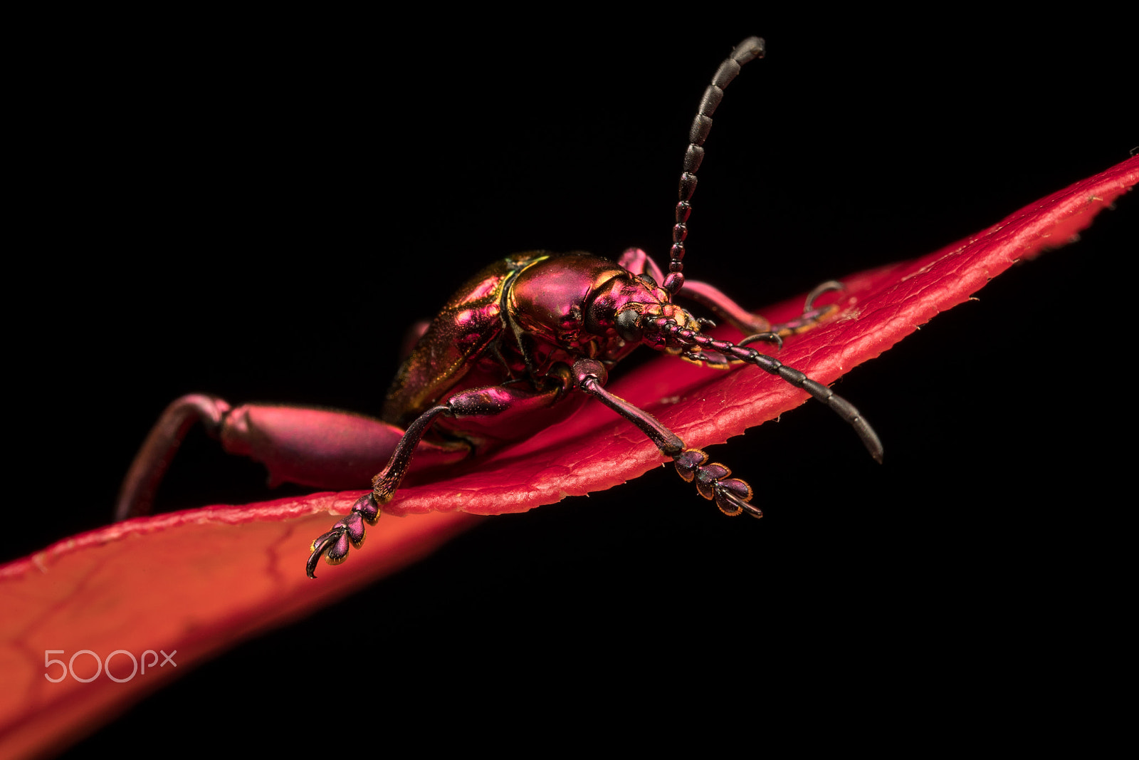 Canon EF 100mm F2.8L Macro IS USM sample photo. Frog legged beetle photography