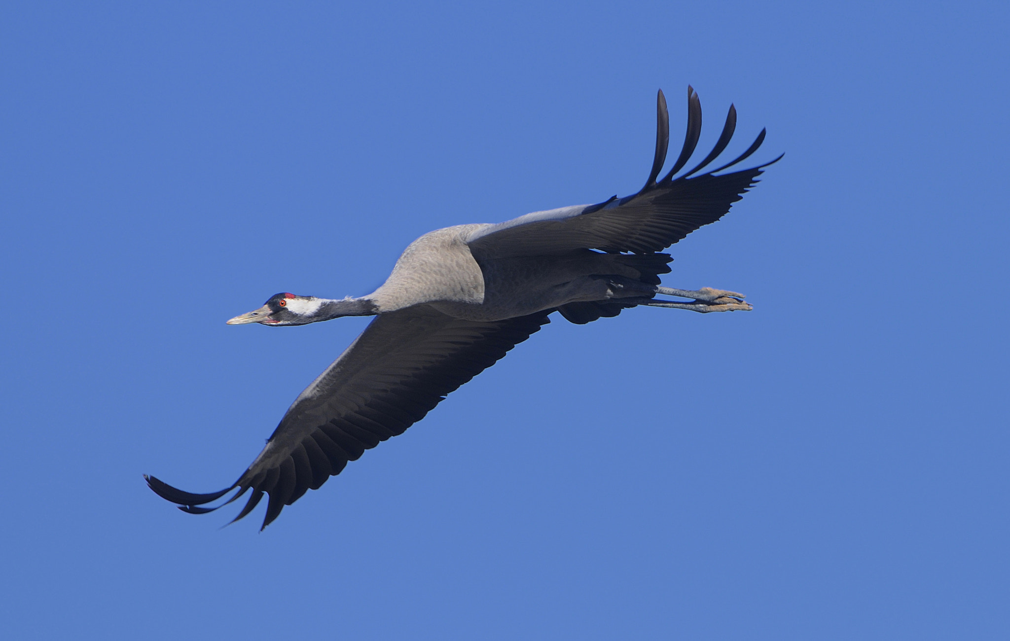 Nikon D300 sample photo. Common crane flying photography