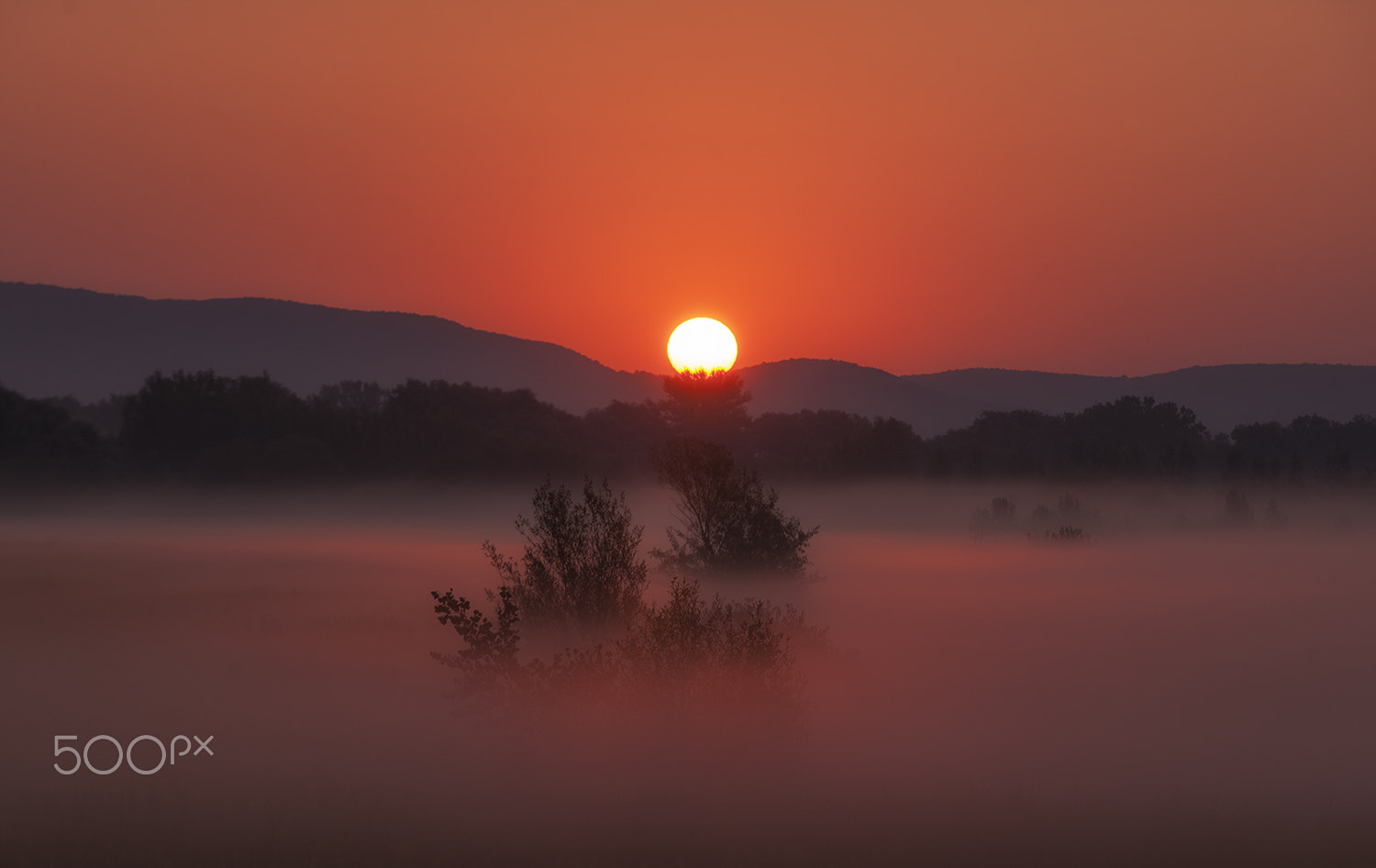 Sony Alpha DSLR-A900 sample photo. The awakening of nature photography