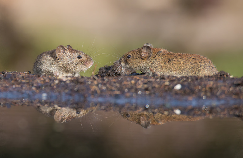 Canon EOS 70D sample photo. Field mouse / woelmuis photography