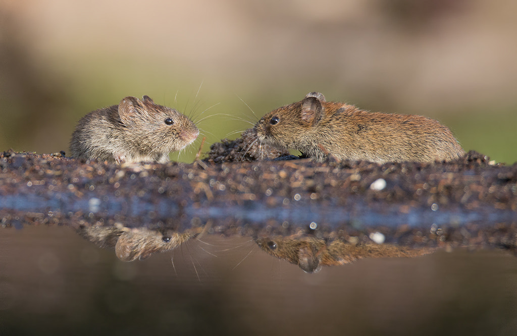 150-600mm F5-6.3 DG OS HSM | Sports 014 sample photo. Field mouse / woelmuis photography