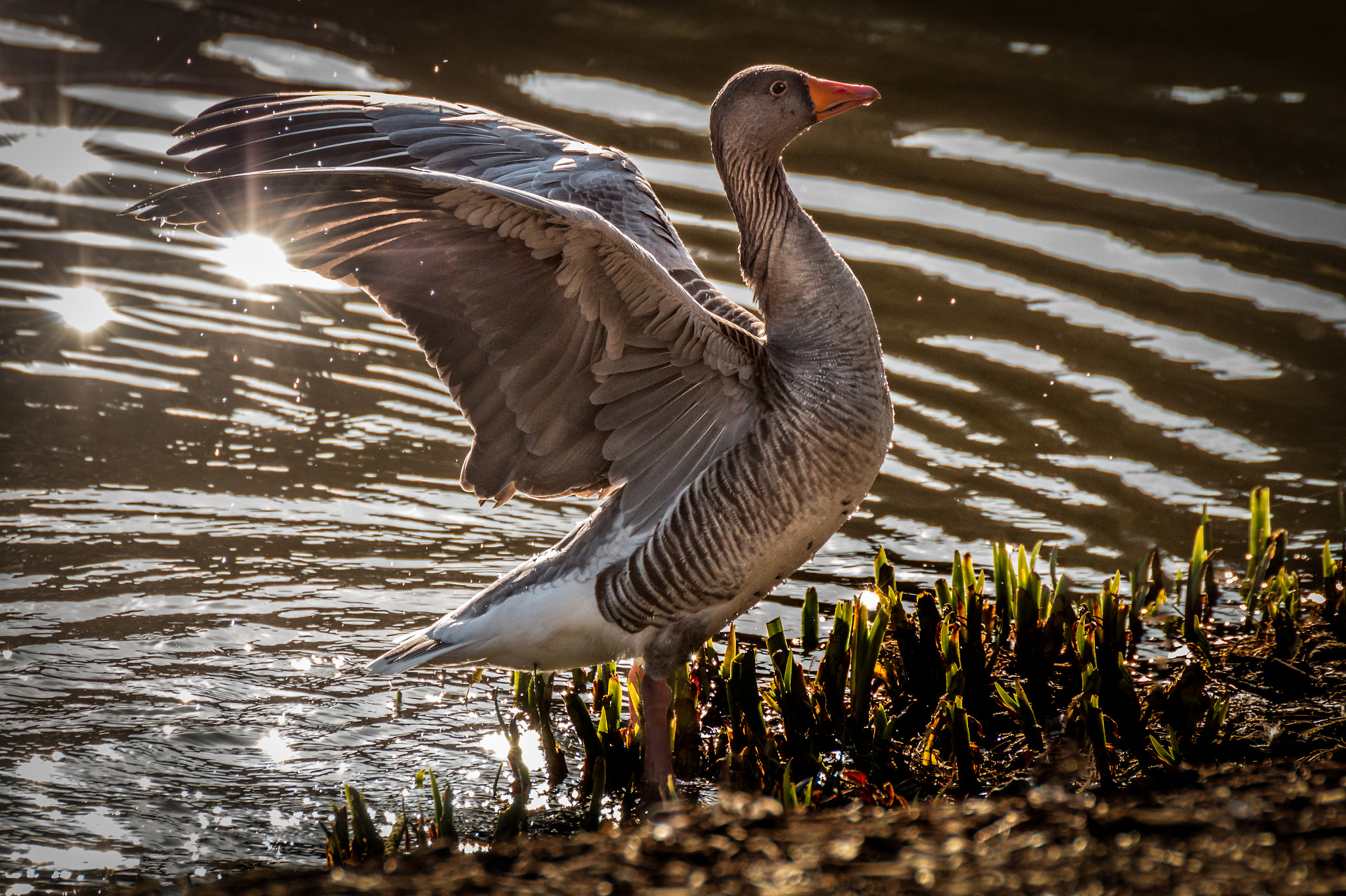 Canon EOS 70D sample photo. Goose photography