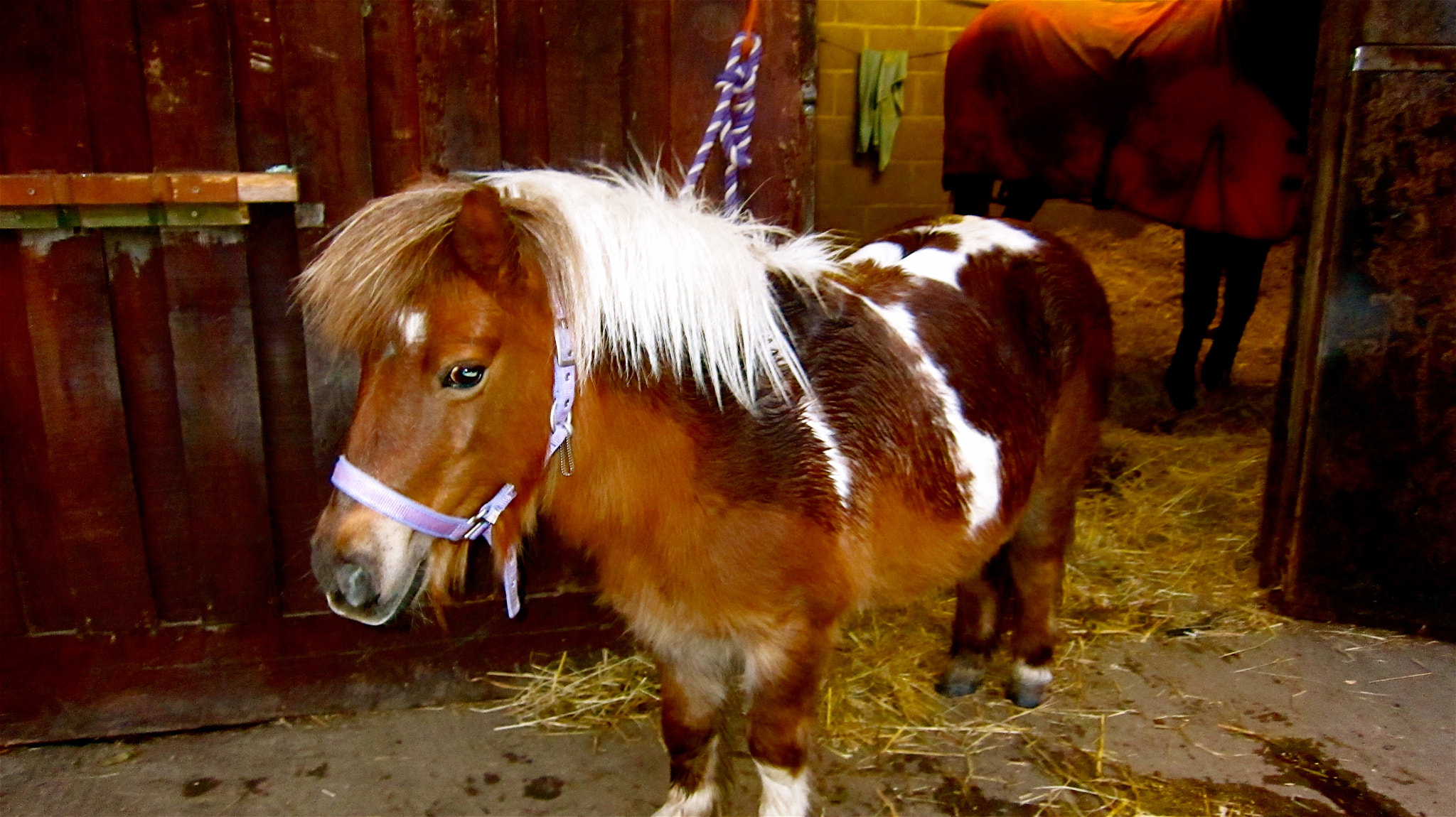 Canon PowerShot SD4000 IS (IXUS 300 HS / IXY 30S) sample photo. This is rosie's shetland, rosie is 3 and sunshine  ... photography