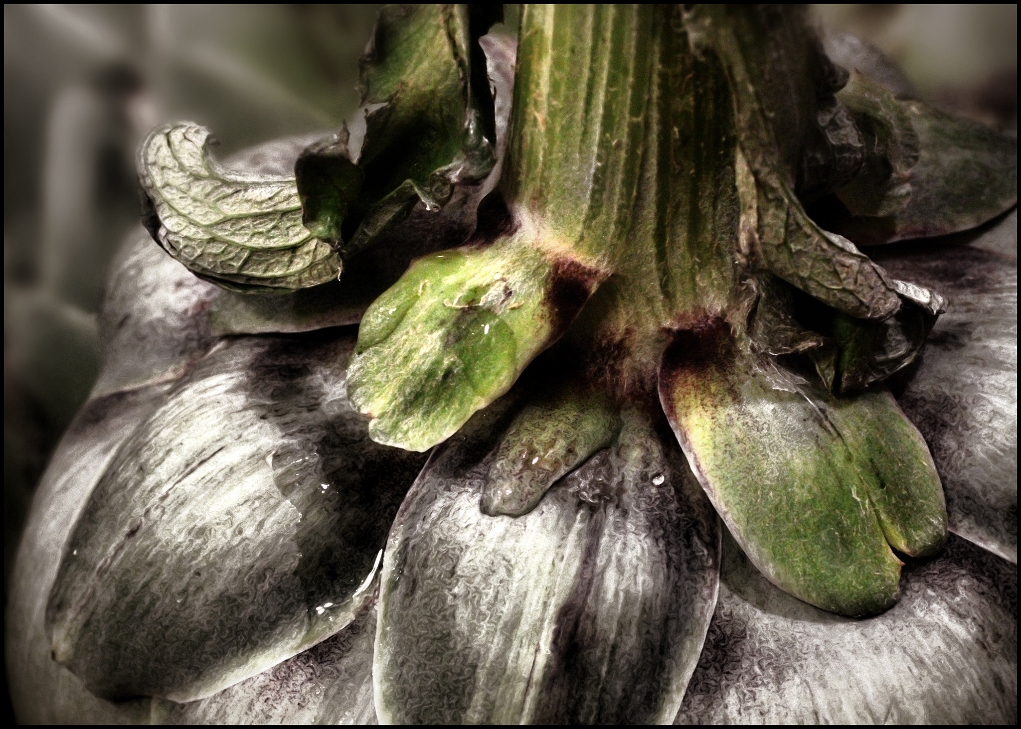 Canon EF 50mm F2.5 Macro sample photo. Choke stem... photography