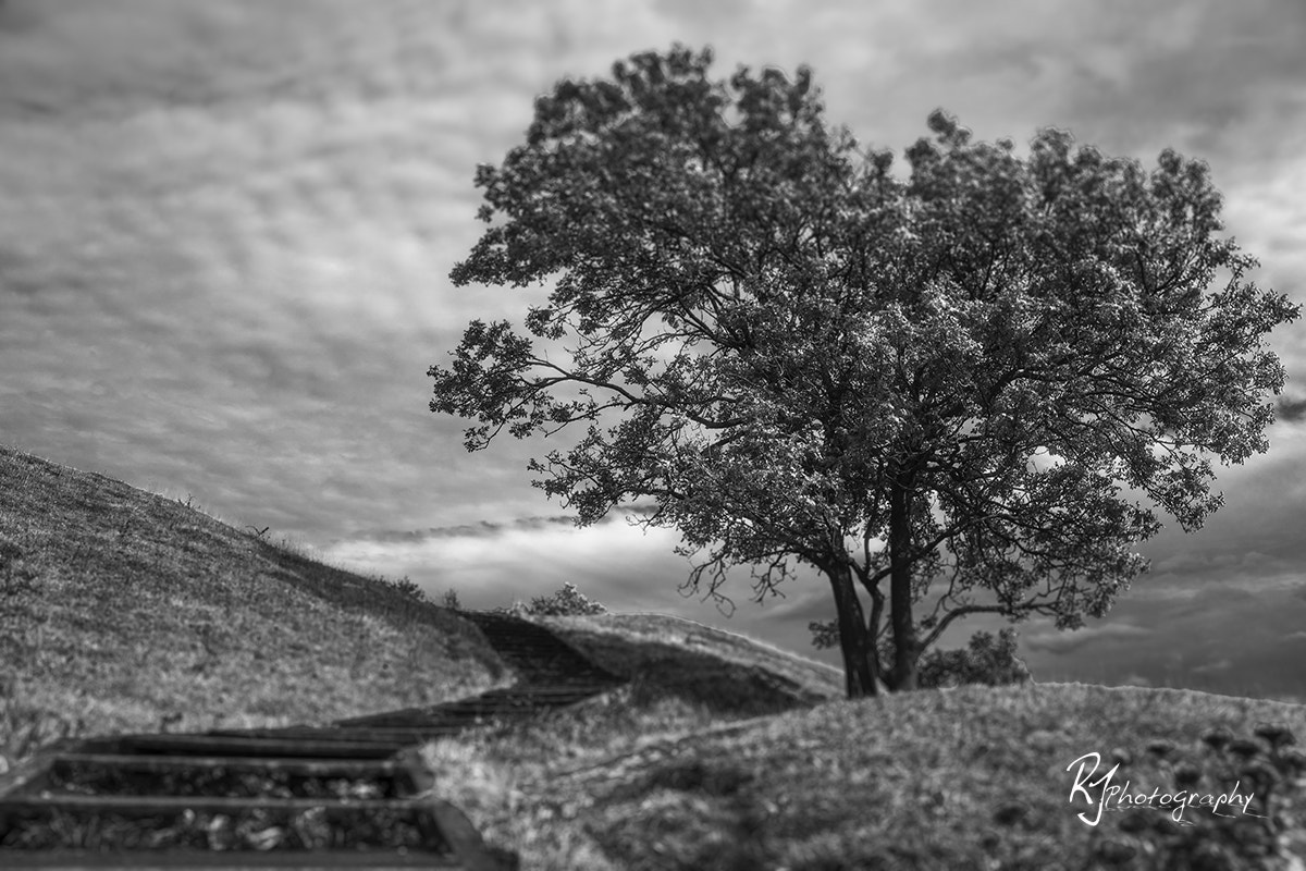 Sony DT 18-250mm F3.5-6.3 sample photo. A love heart tree photography