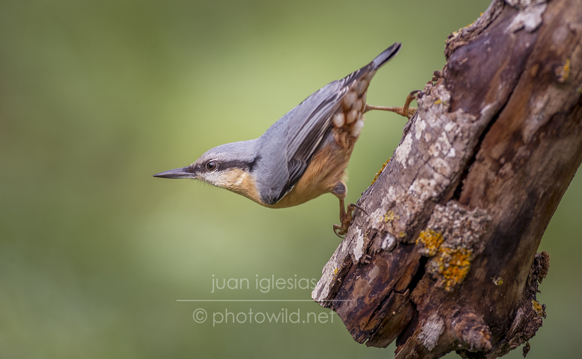Nikon AF-S Nikkor 300mm F2.8G ED VR II sample photo. Nuthatch (sitta europaea) photography