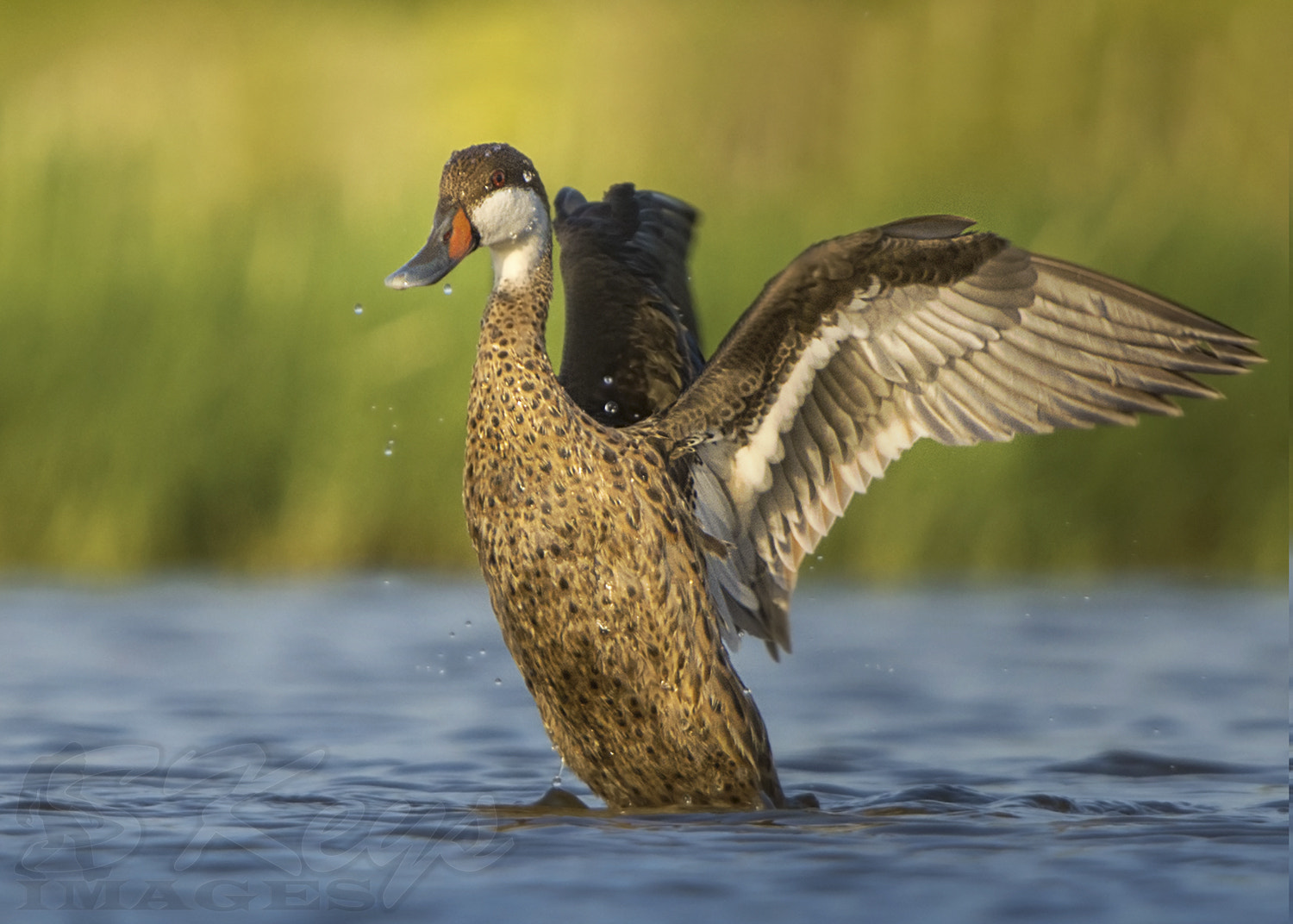 Sigma 500mm F4.5 EX DG HSM sample photo. Golden rinse (white-cheeked pintail) photography