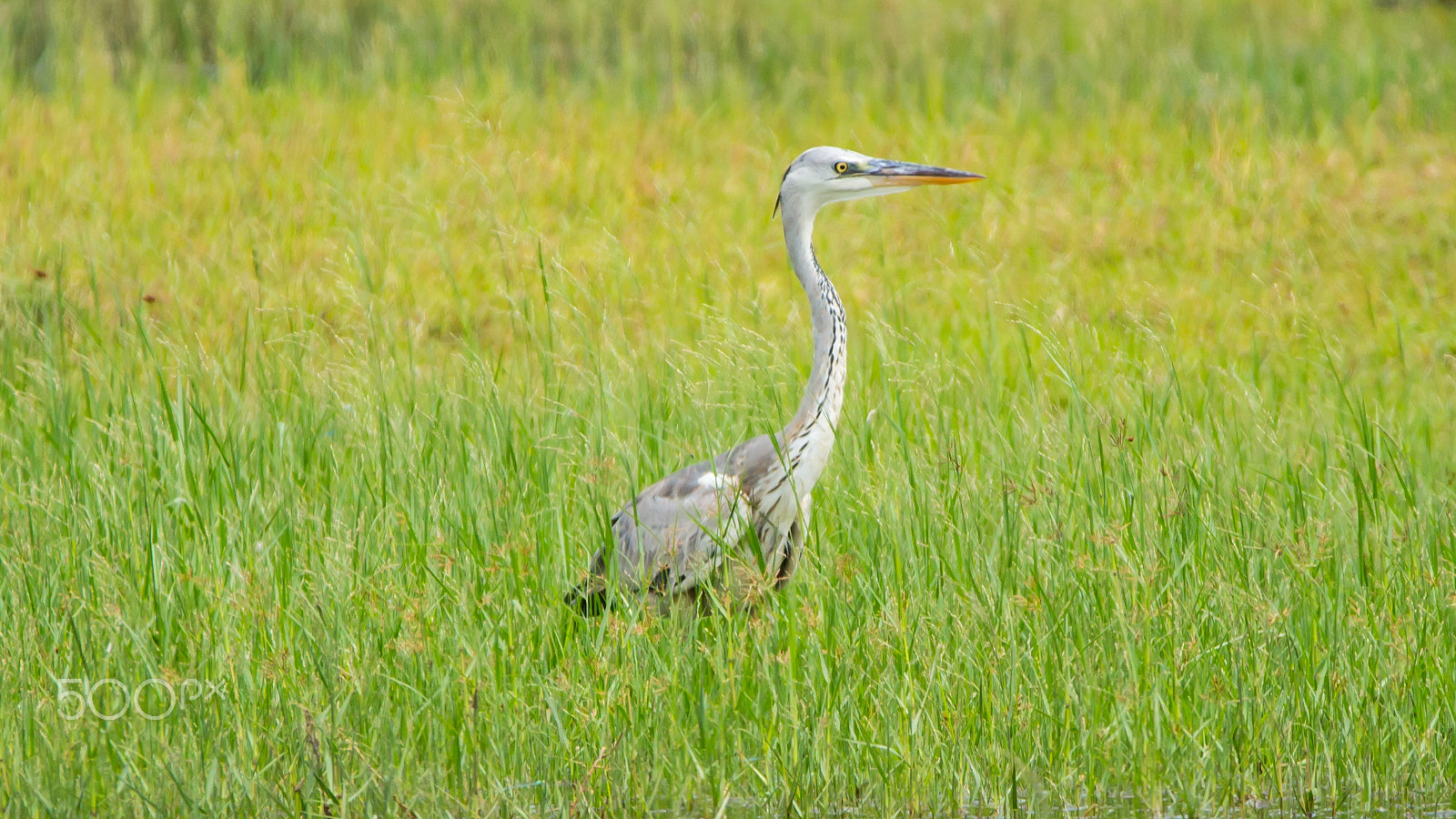 150-600mm F5-6.3 DG OS HSM | Contemporary 015 sample photo. Img photography