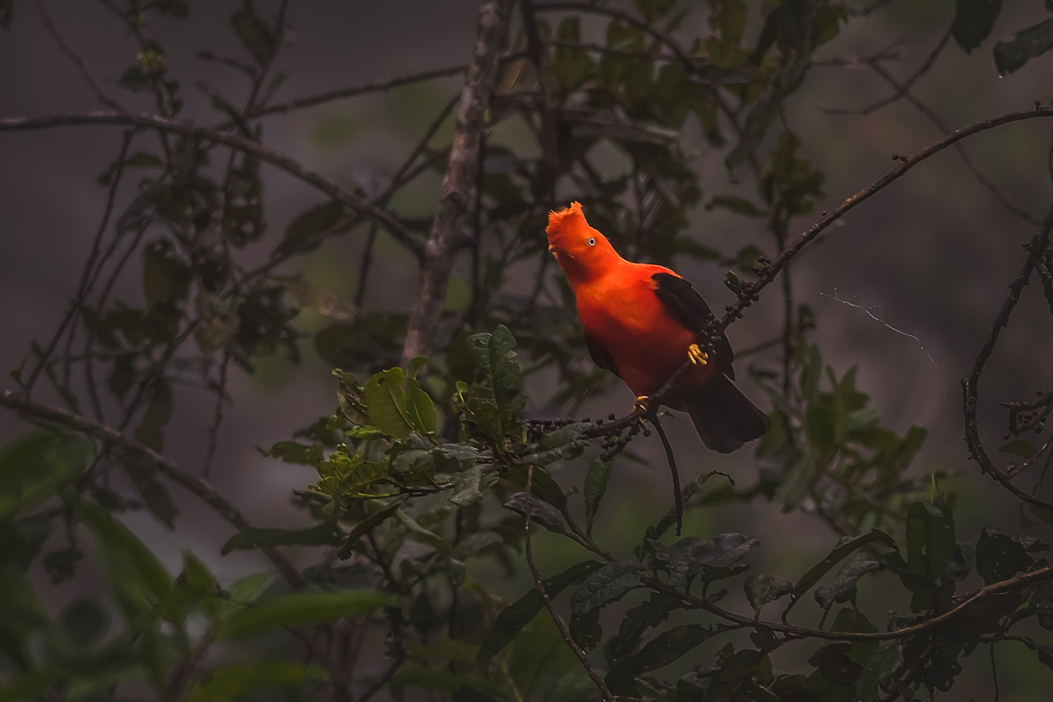 Nikon D810 + Nikon AF-S Nikkor 300mm F4D ED-IF sample photo. Gallito de las rocas, peru photography