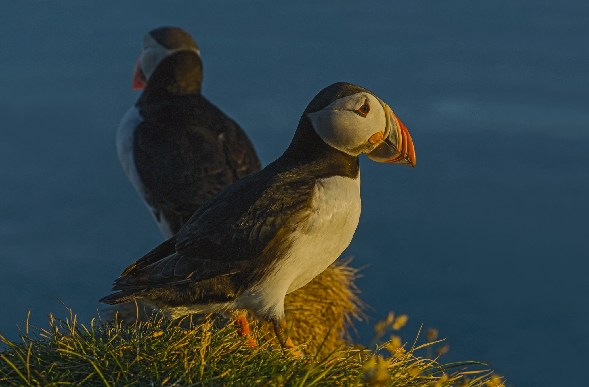 Nikon D200 sample photo. Two puffins photography