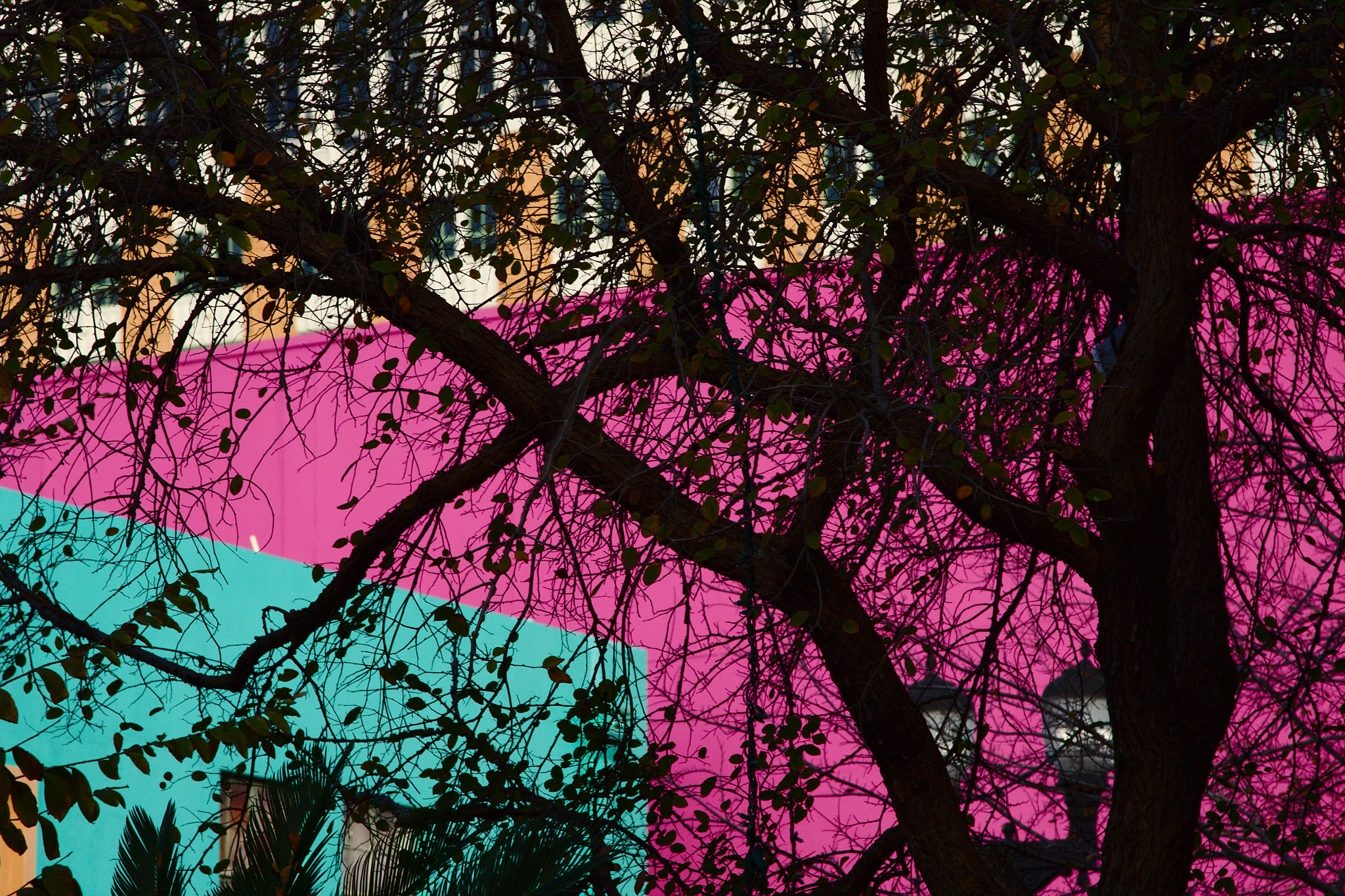Canon EOS 1200D (EOS Rebel T5 / EOS Kiss X70 / EOS Hi) sample photo. Tree silhouette photography