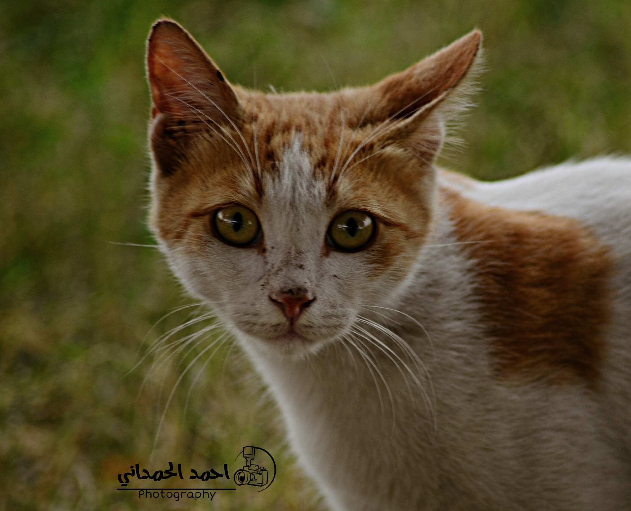 Nikon AF Nikkor 70-300mm F4-5.6G sample photo