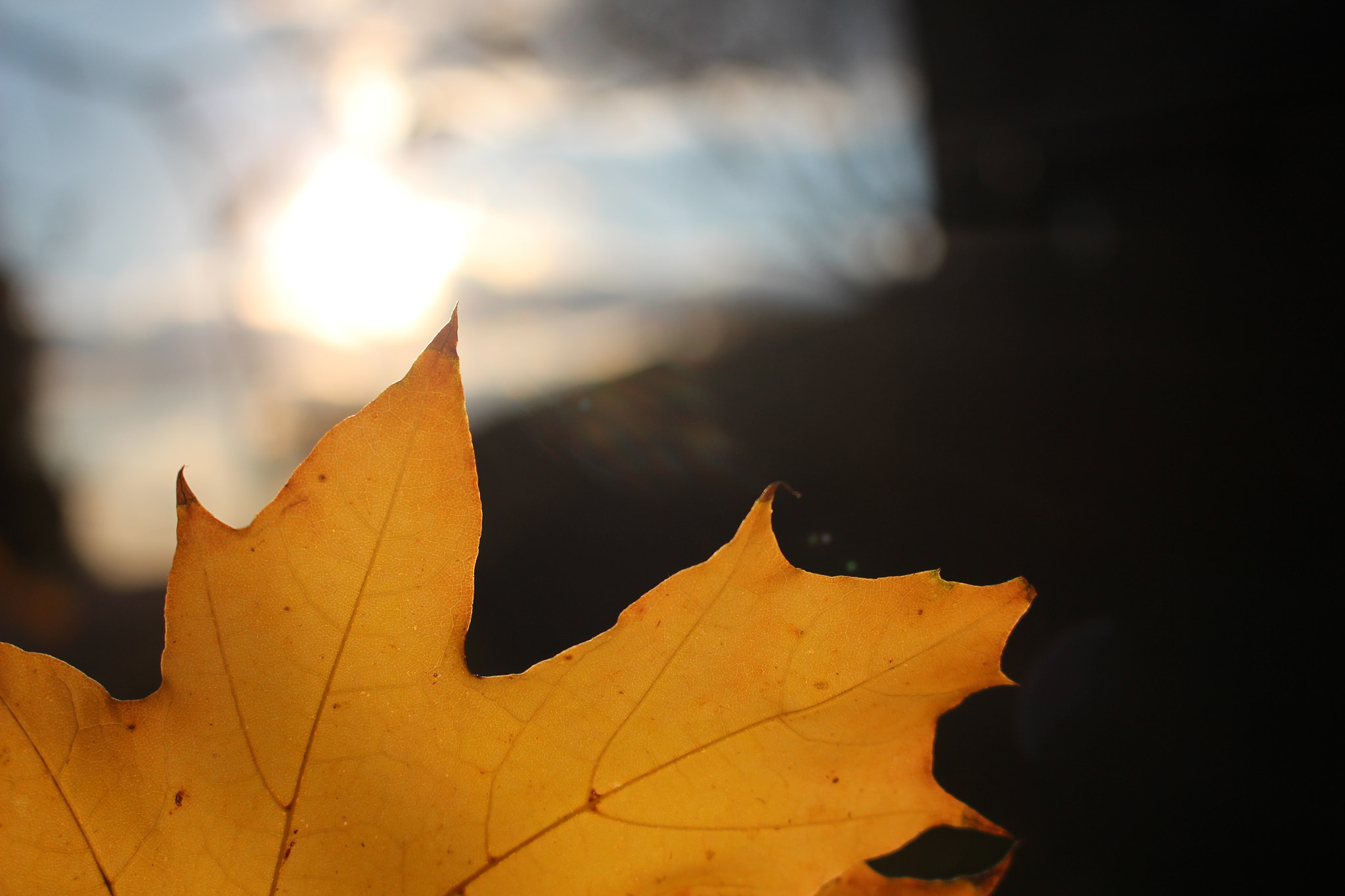 Canon EOS 650D (EOS Rebel T4i / EOS Kiss X6i) sample photo. Yellow autumn photography