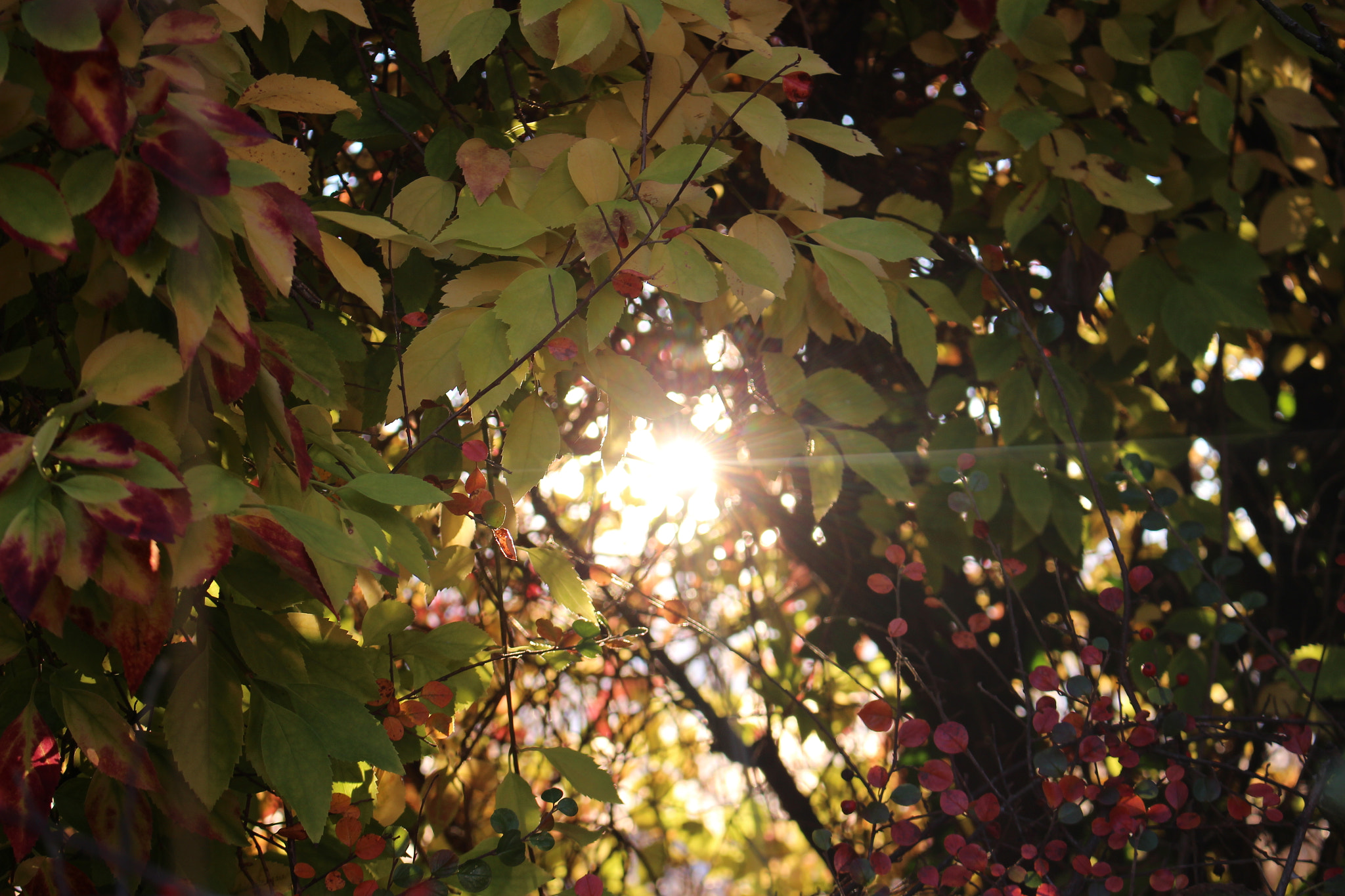 Canon EOS 650D (EOS Rebel T4i / EOS Kiss X6i) sample photo. Last sunshine photography