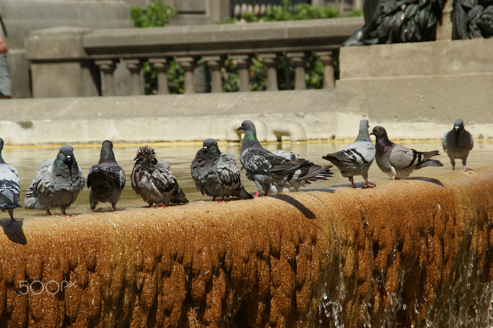 Sony DT 18-200mm F3.5-6.3 sample photo. Wet pigeons photography