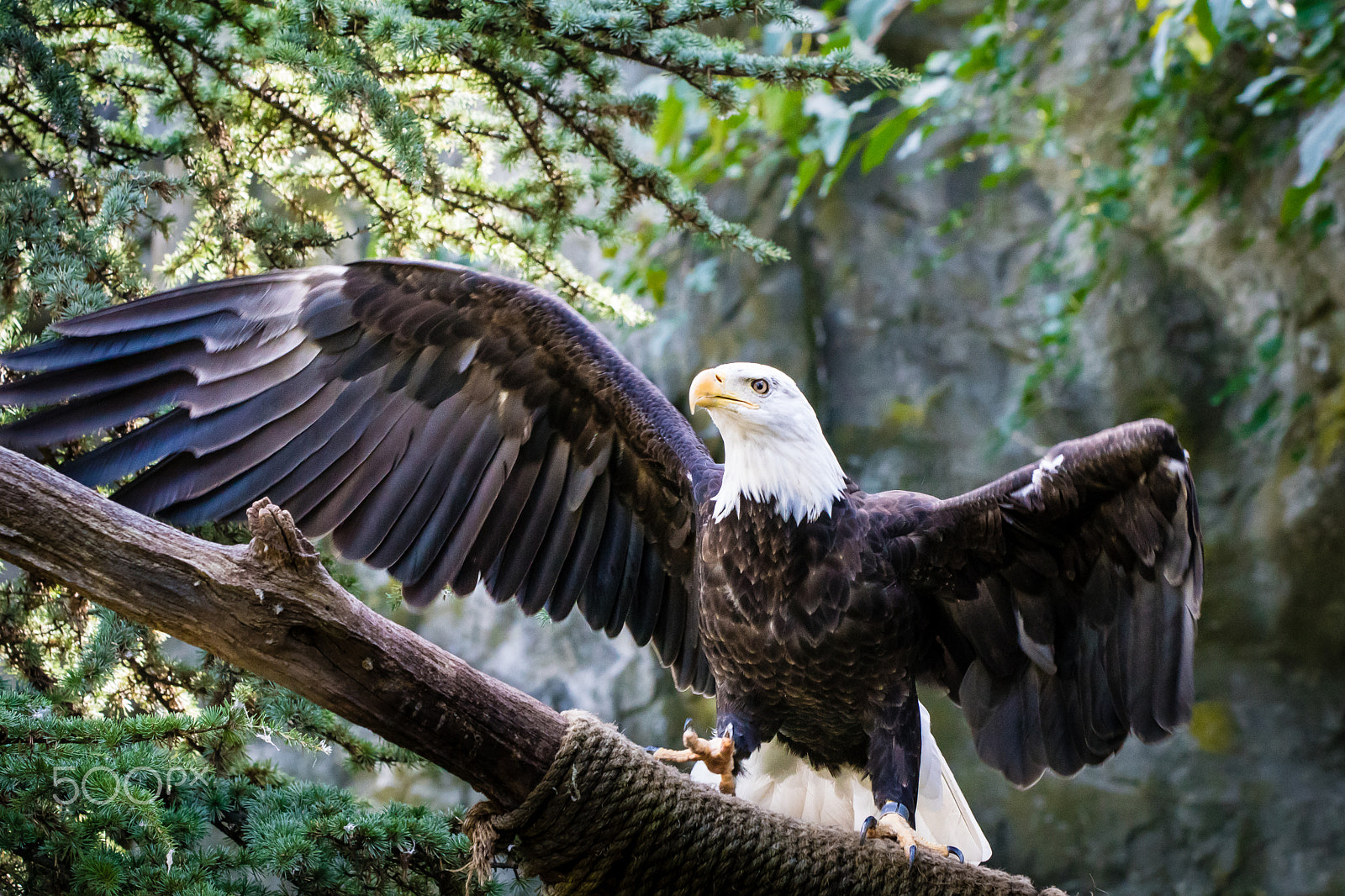 Sony ILCA-77M2 + Minolta/Sony AF 70-200mm F2.8 G sample photo. Soaring in solitude photography