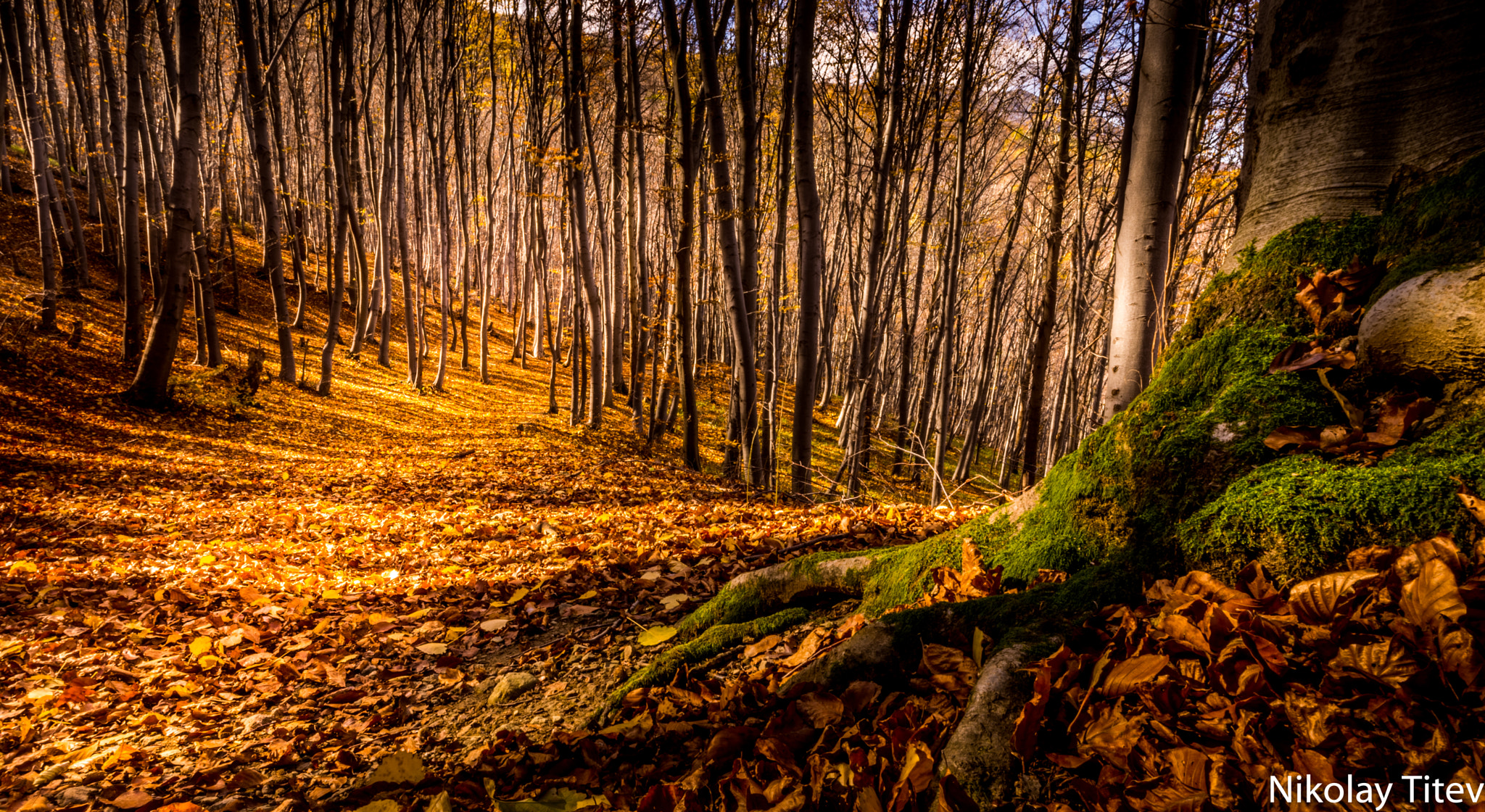 ZEISS Touit 12mm F2.8 sample photo. Fall photography