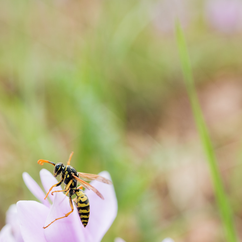 Olympus OM-D E-M5 II + OLYMPUS 50mm Lens sample photo. Wasp photography